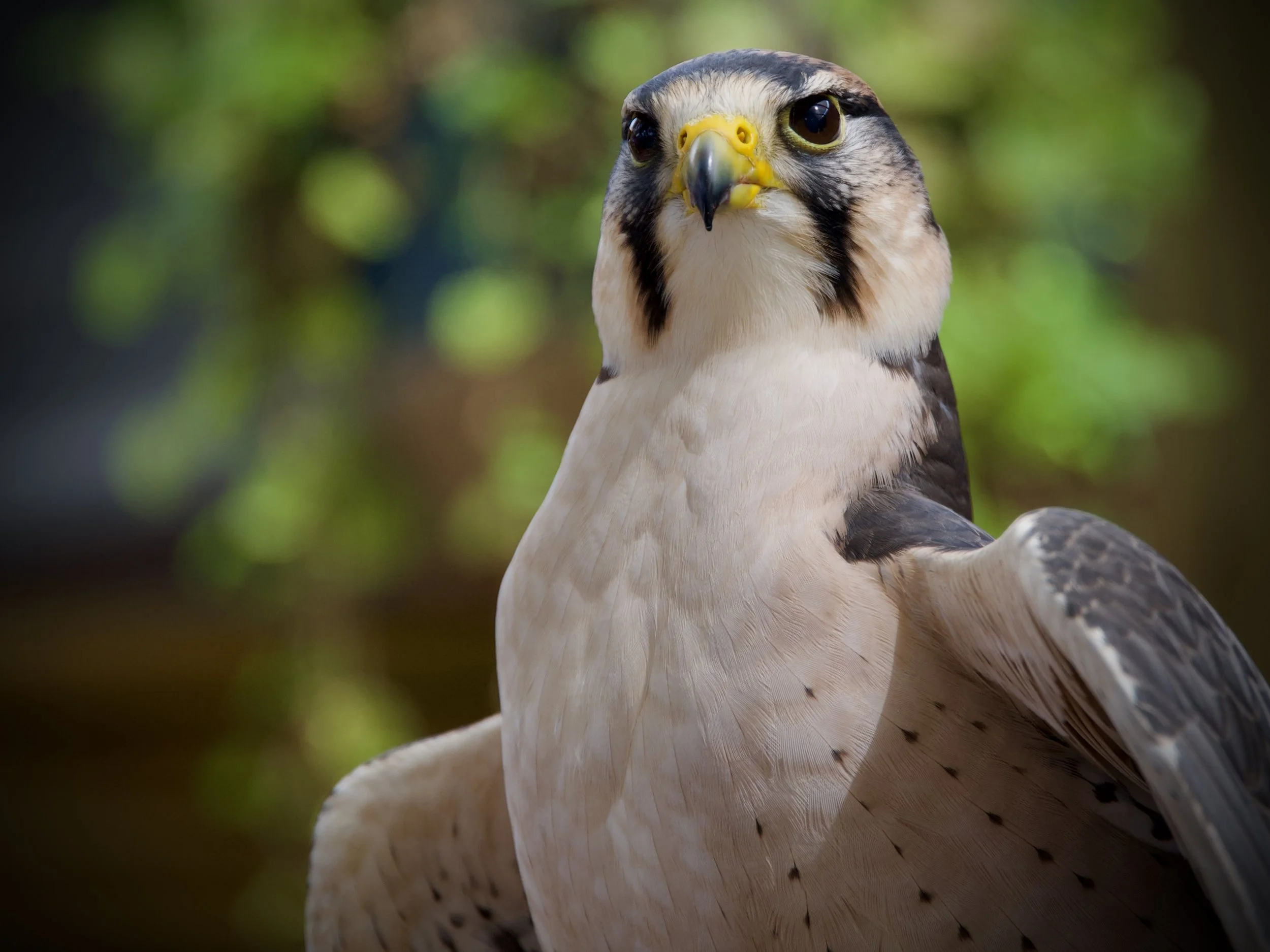 Peregrine falcon, Gainesville