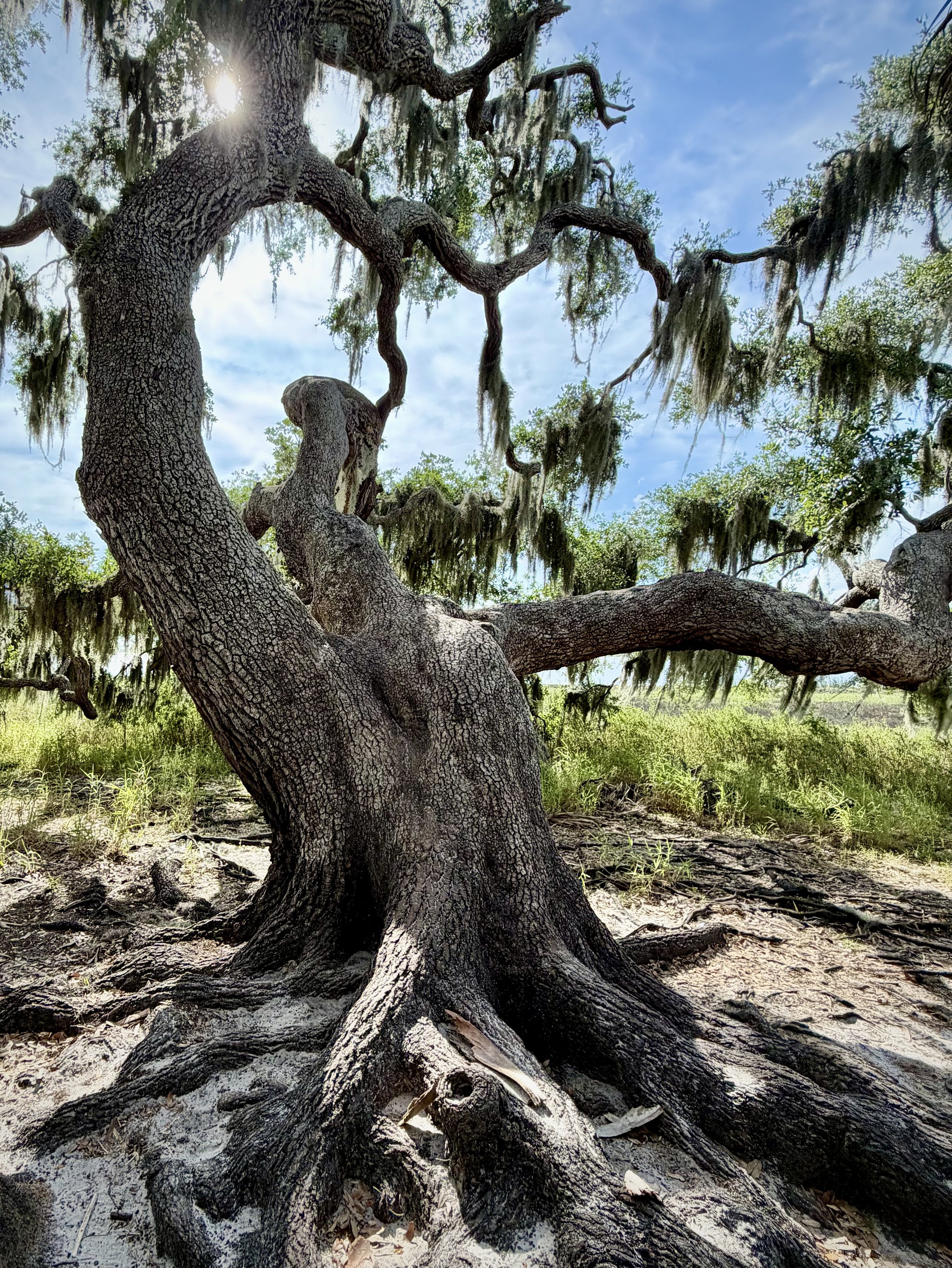 Oak, Myakka River State Park