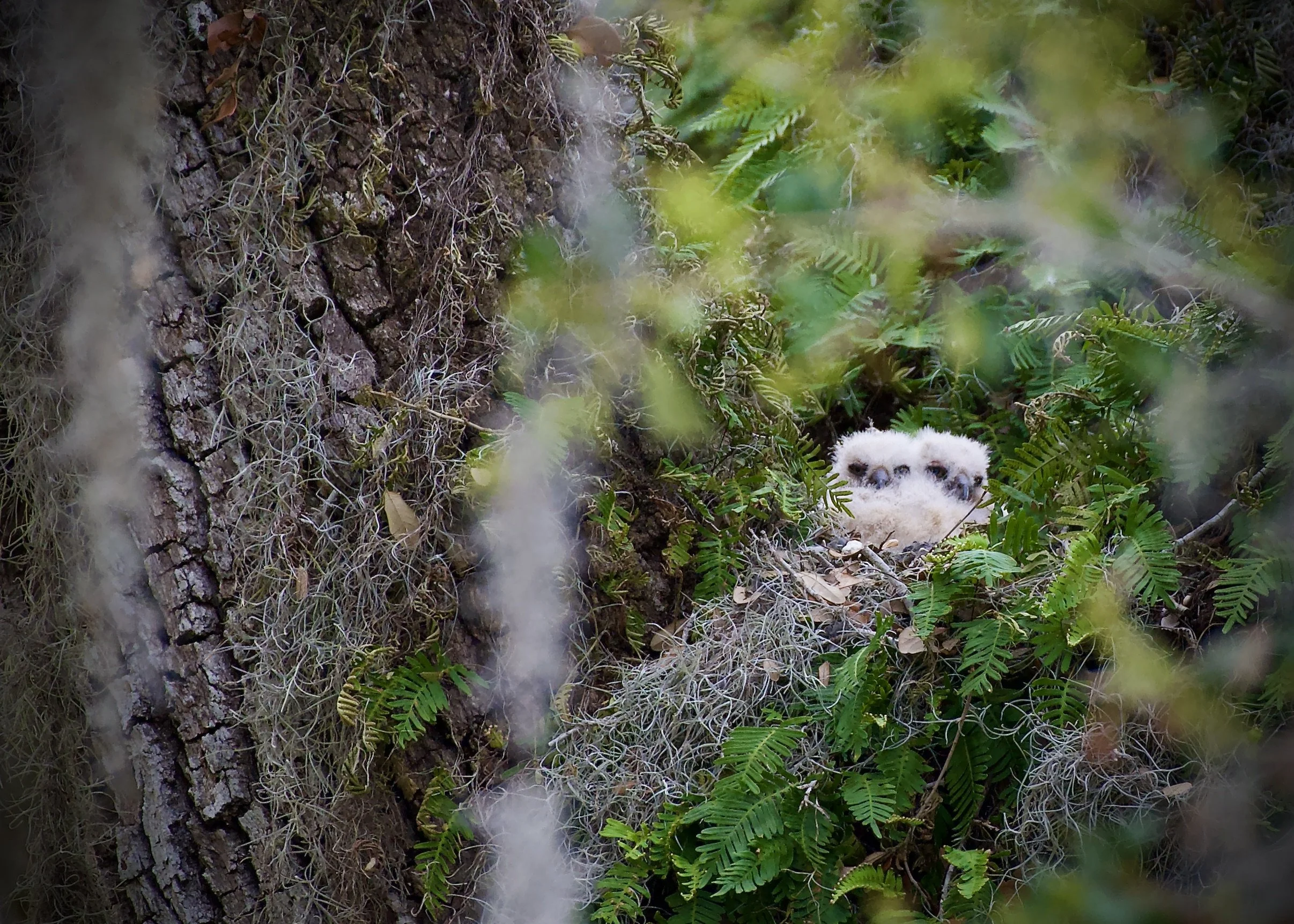 Great horned owlets, Lakeland