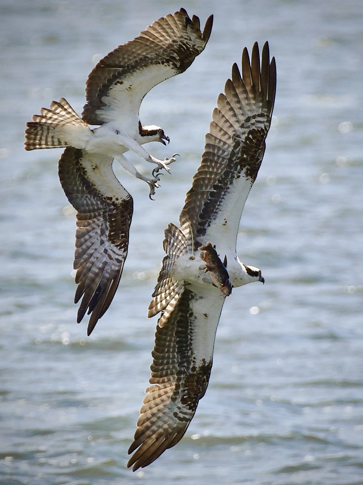 Osprey chase, Lakeland