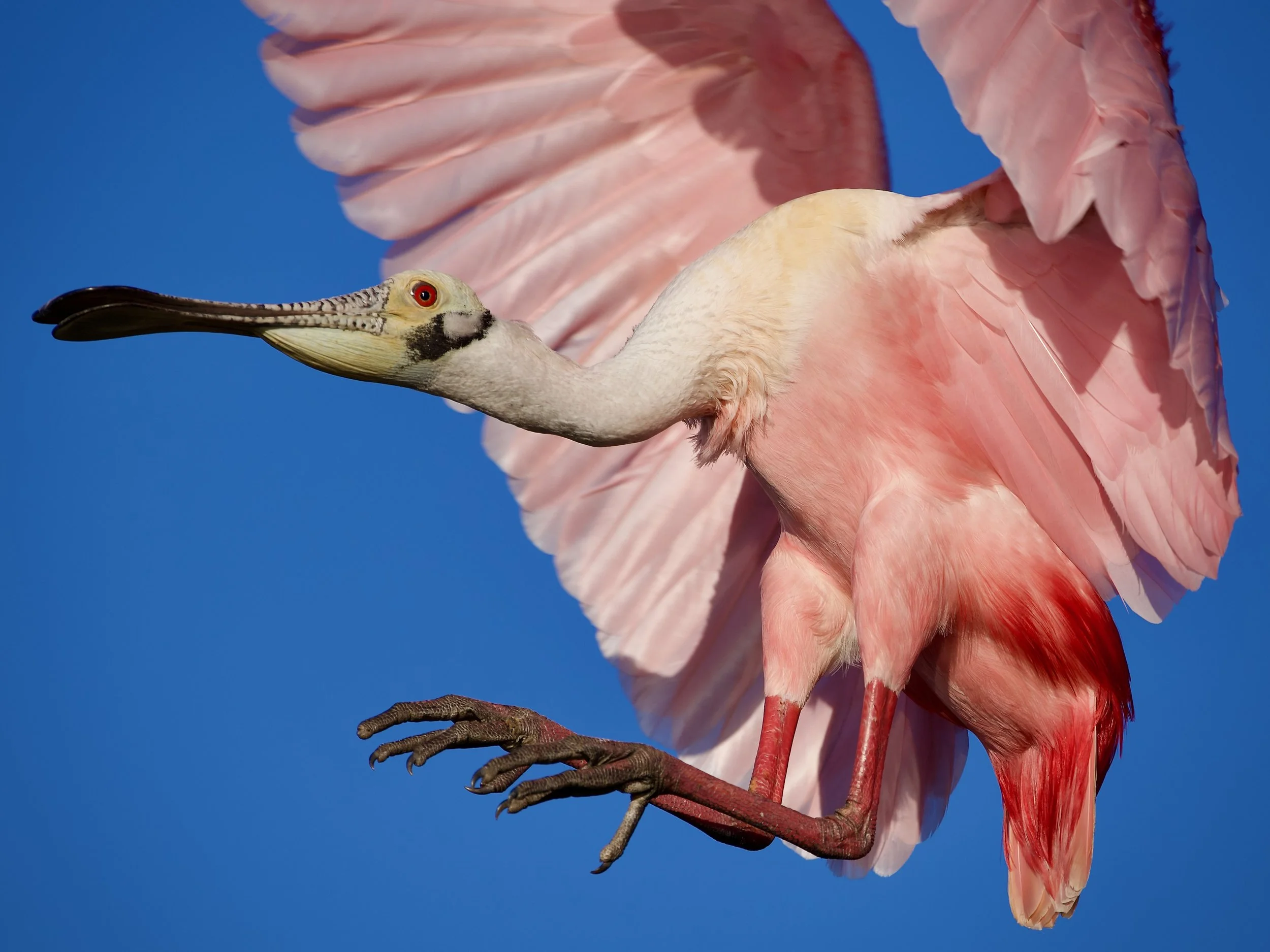 Roseate spoonbill, Orlando Wetlands