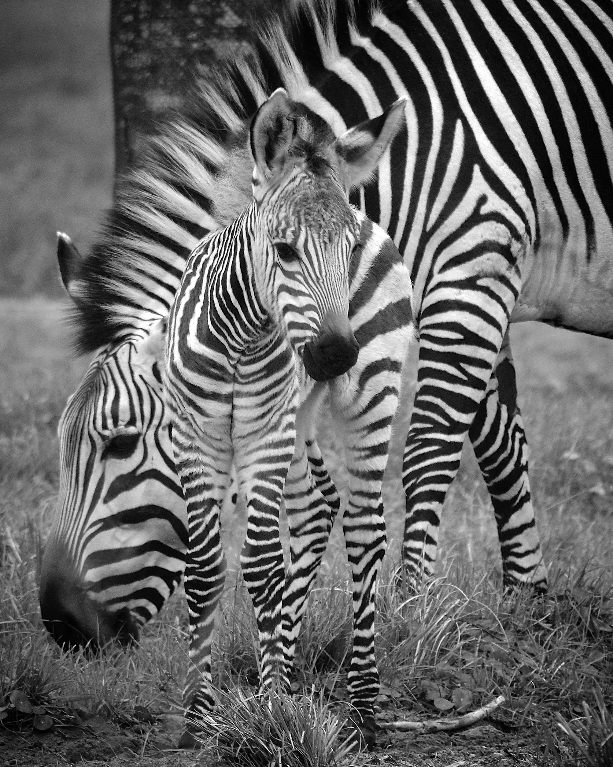 Zebra colt at Animal Kingdom