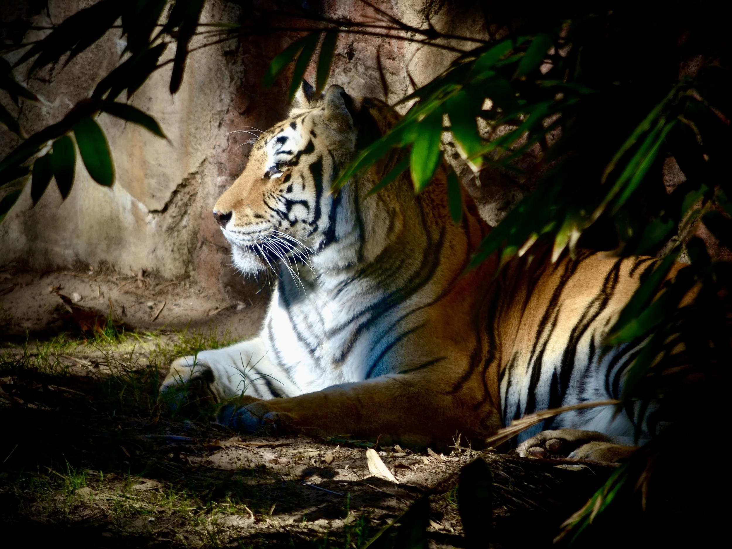 Tiger, Animal Kingdom
