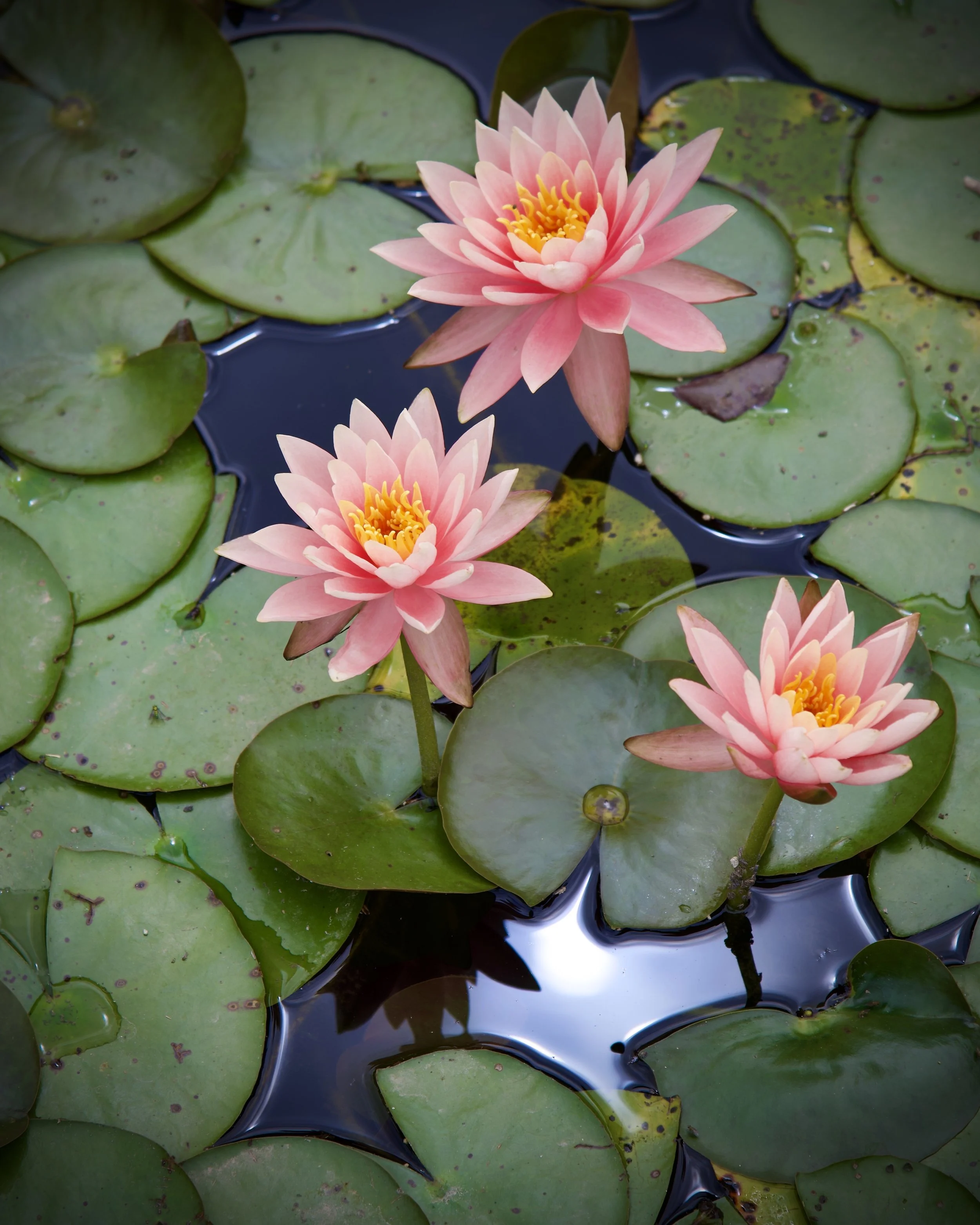 Waterlilies, San Antonio