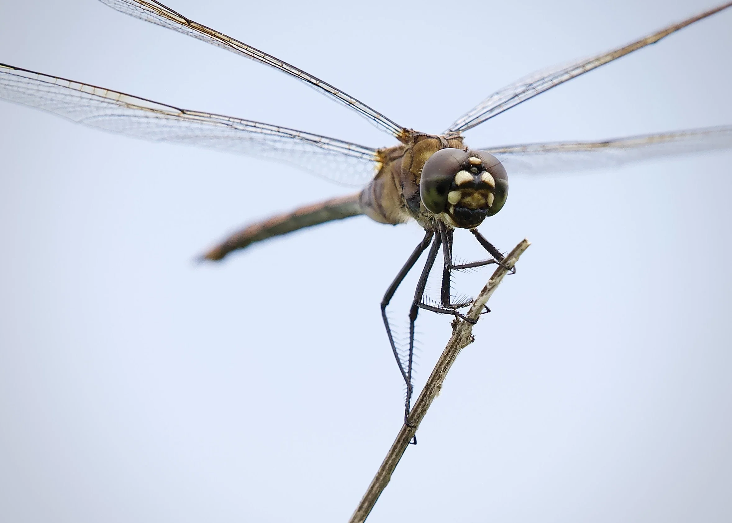 Four-spotted pennant, Orlando