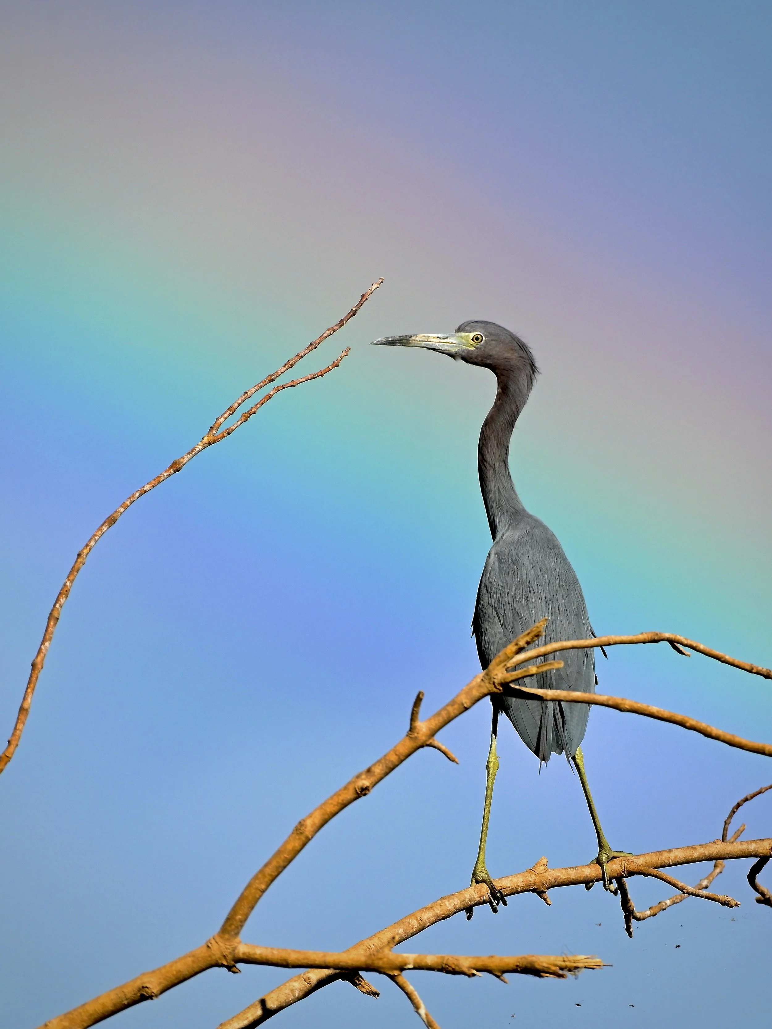 Little blue heron and a rainbow, Lakeland