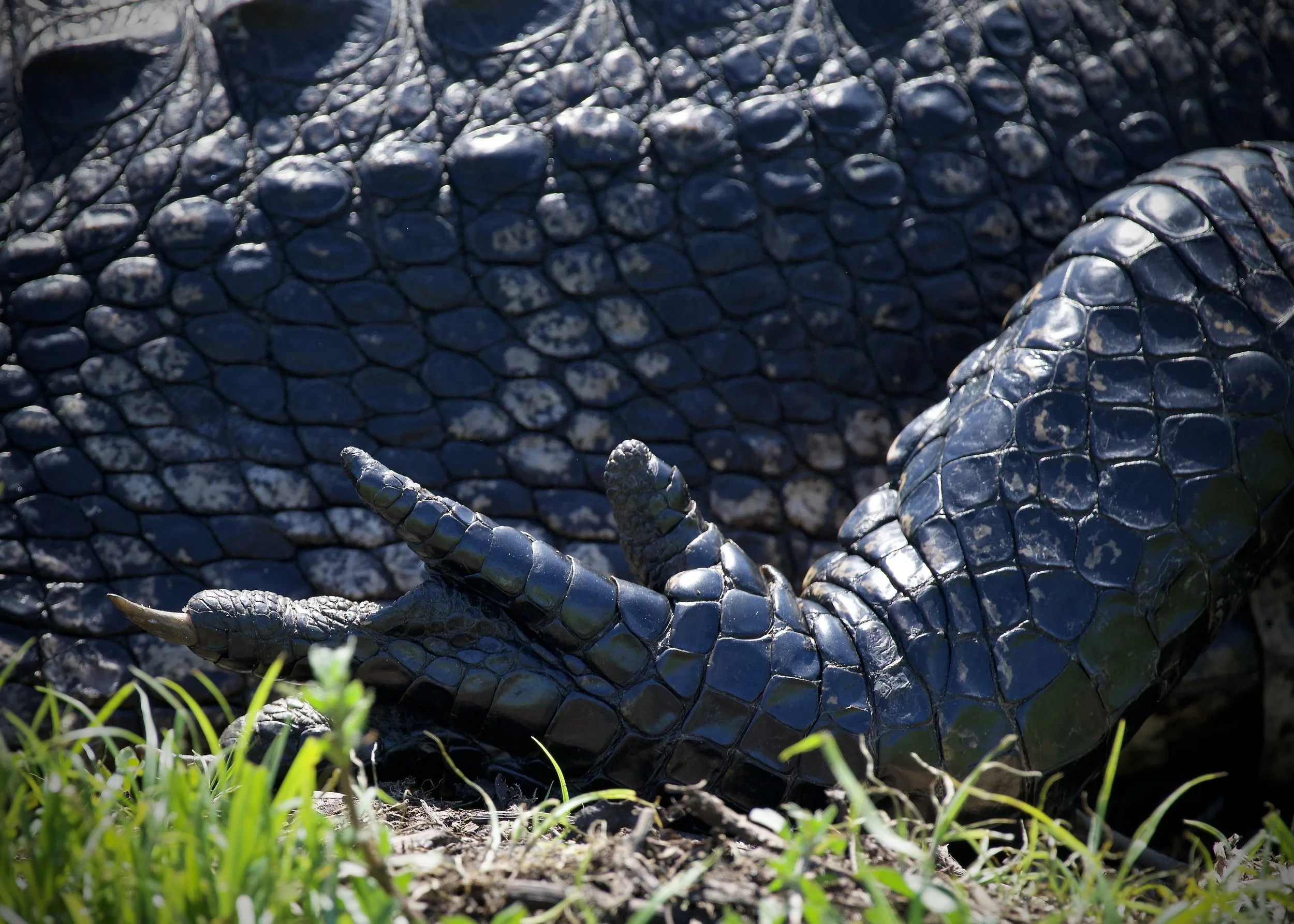 Relaxed gator hand, Lakeland