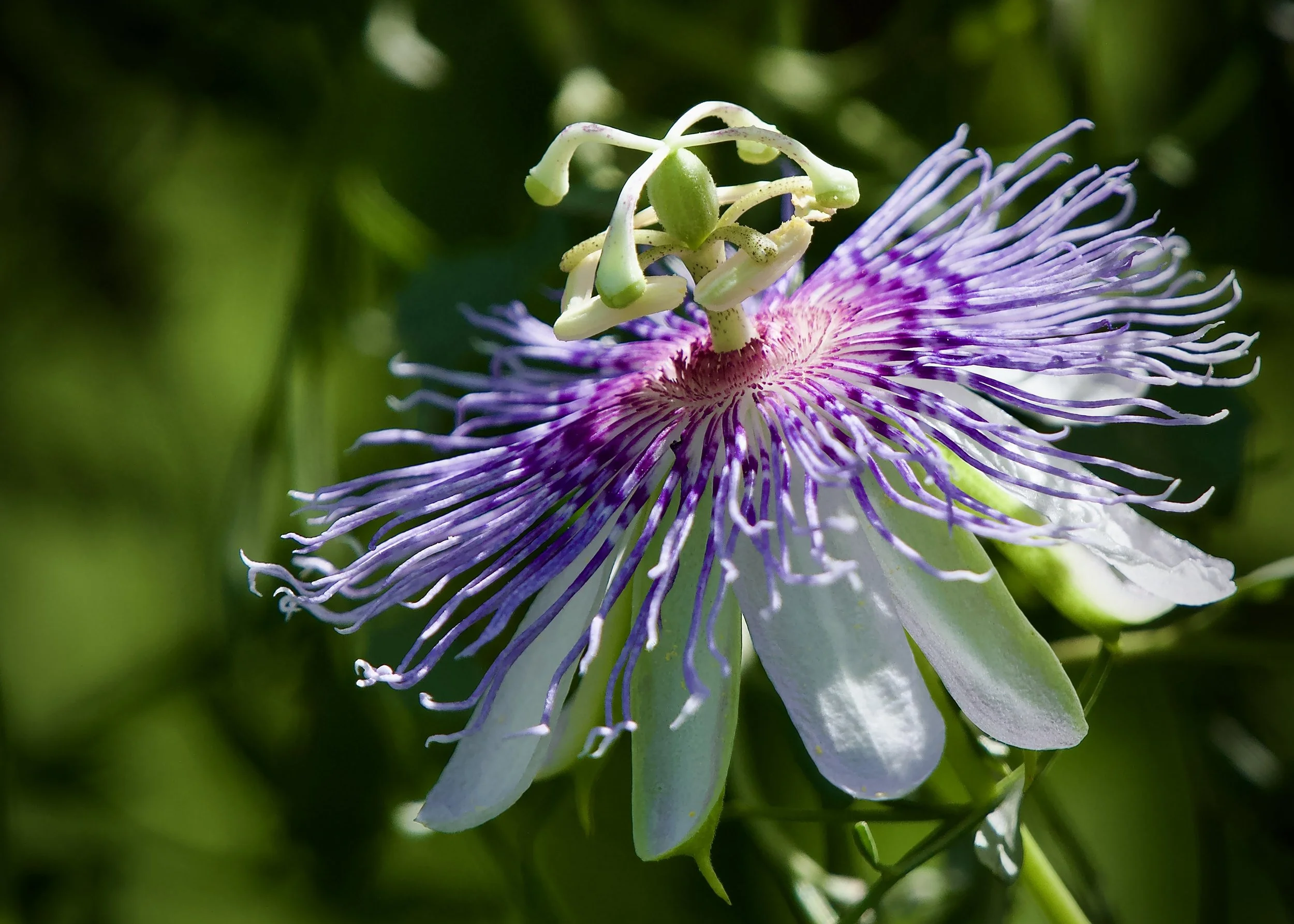 Purple passionflower, Lakeland