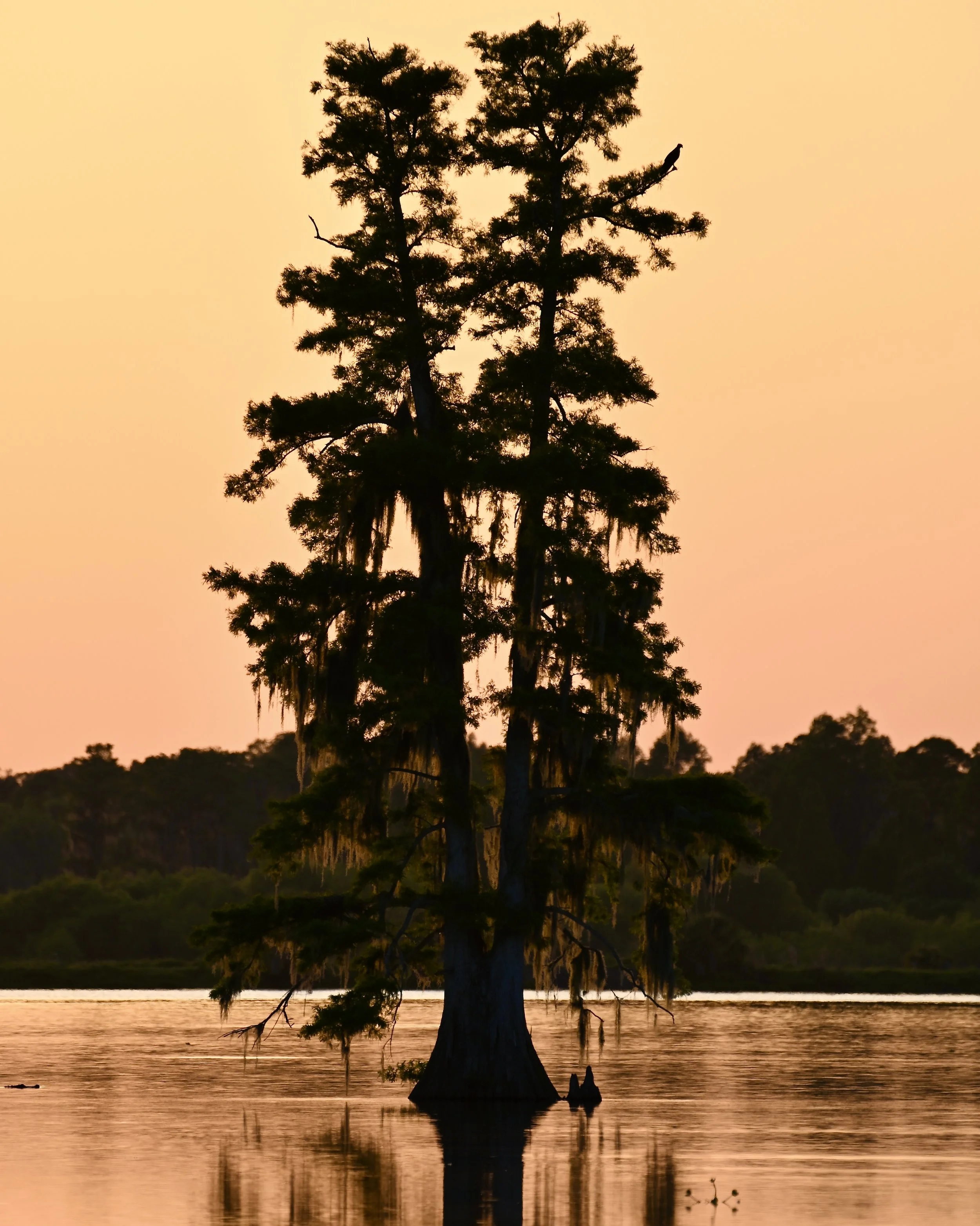Our favorite cypress, Lakeland