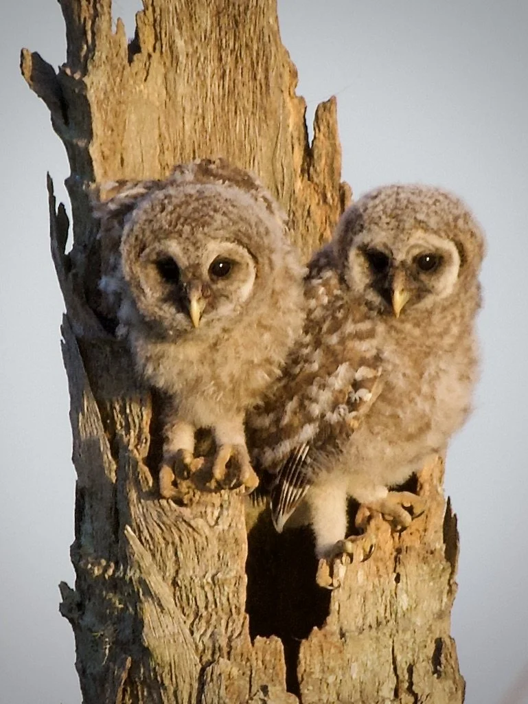Barred owlets, Orlando Wetlands