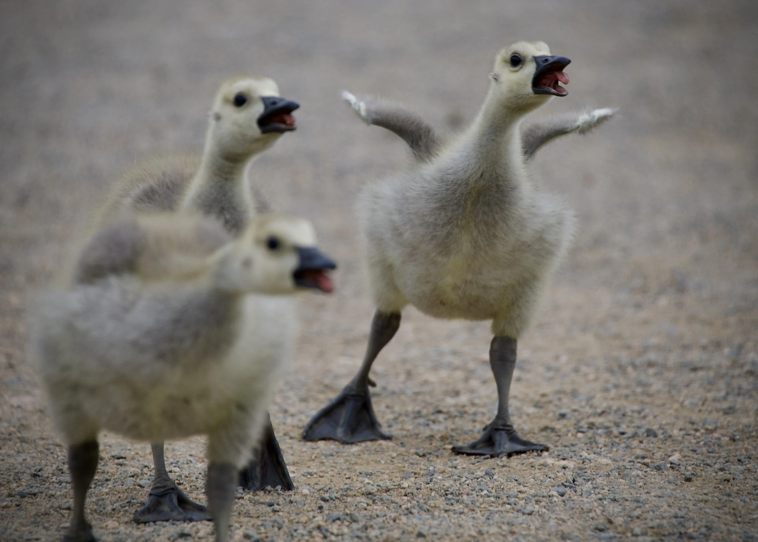 Canadian goslings, Colorado
