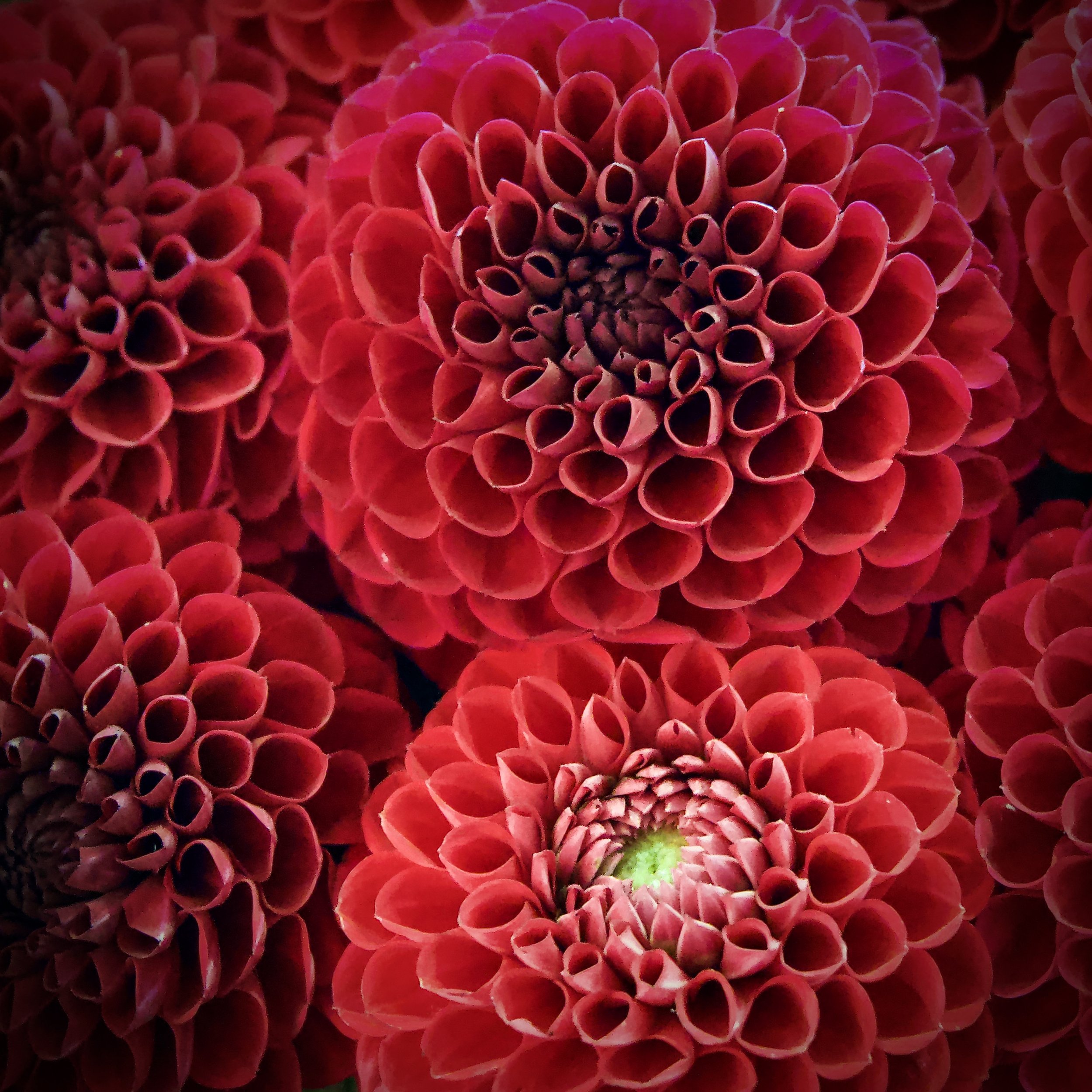 Dahlias, Seattle