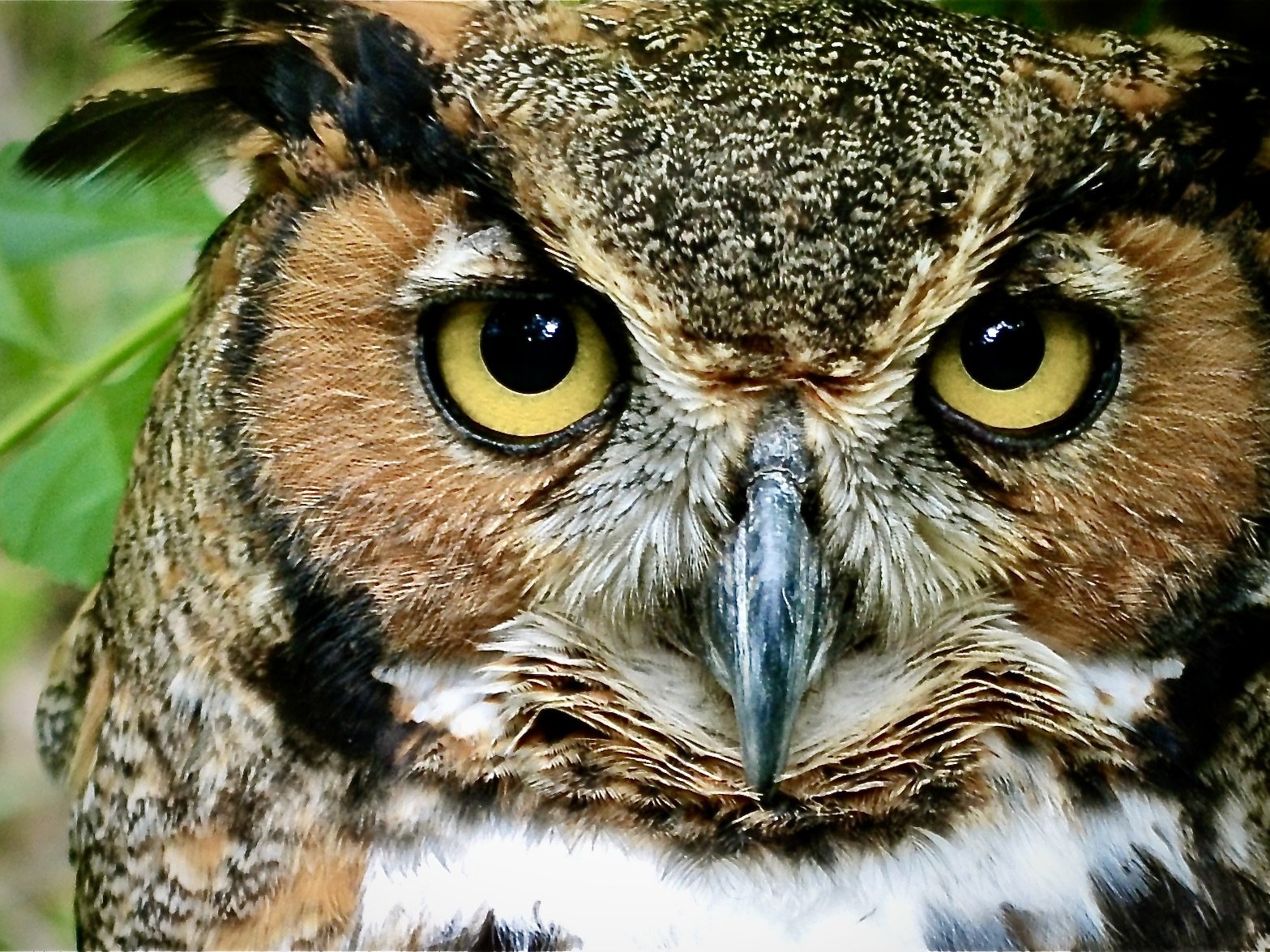 Great horned owl, Homosassa