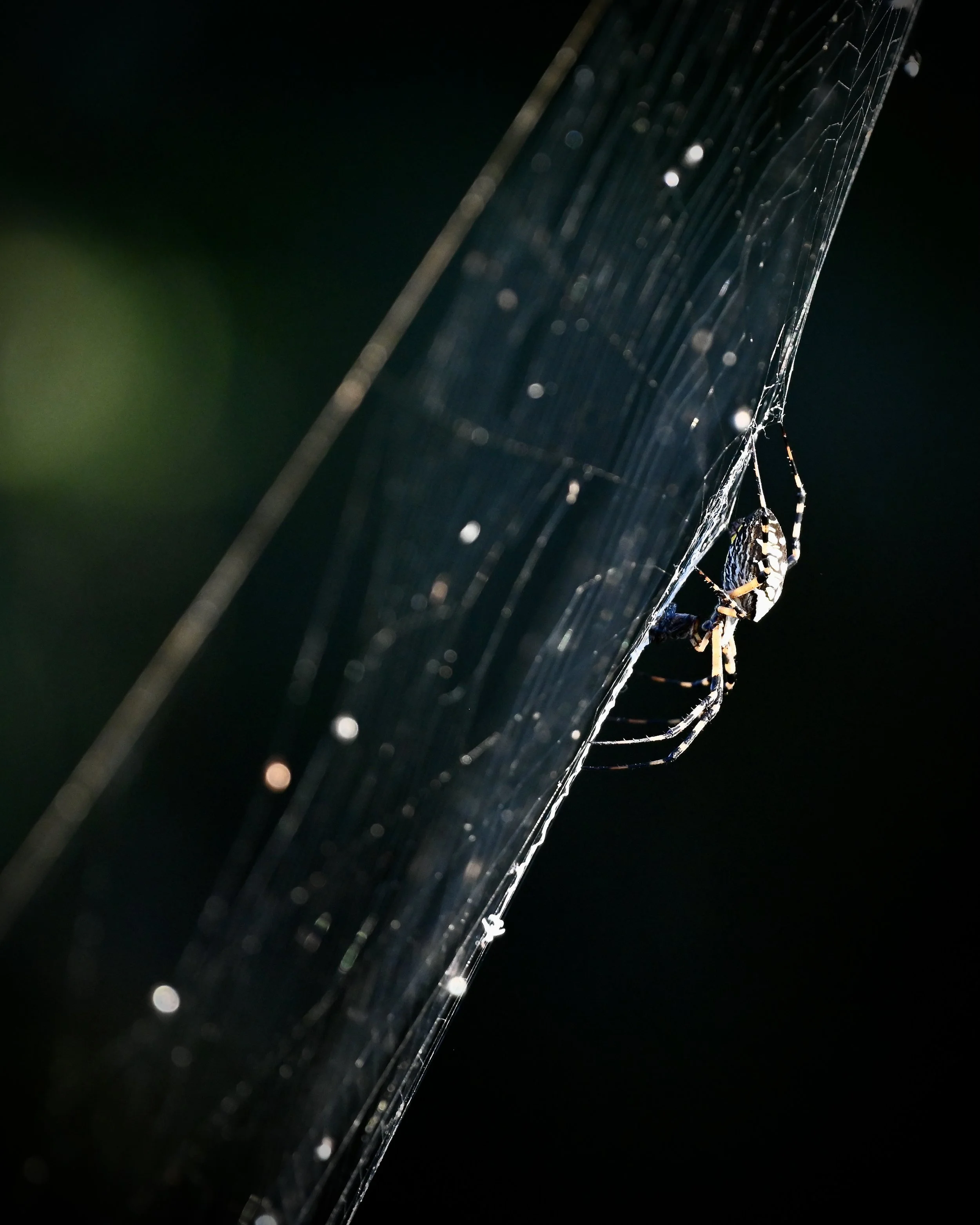 Black-and-yellow argiope, Lakeland