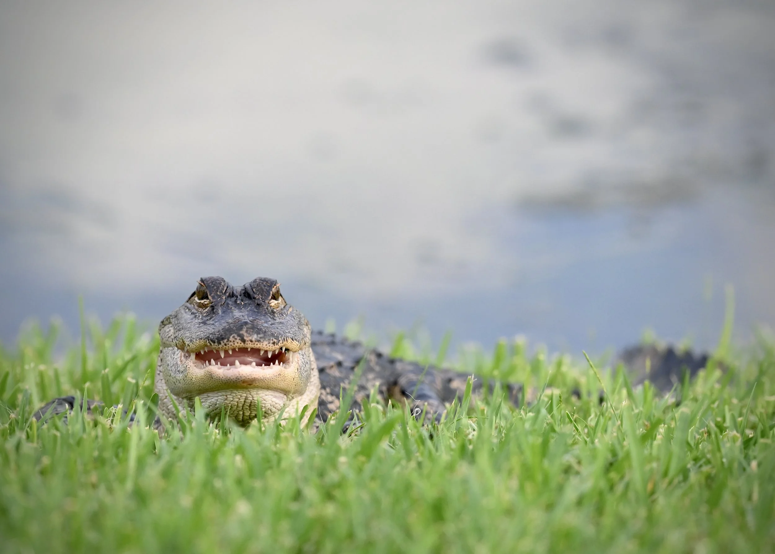 Backyard smiles