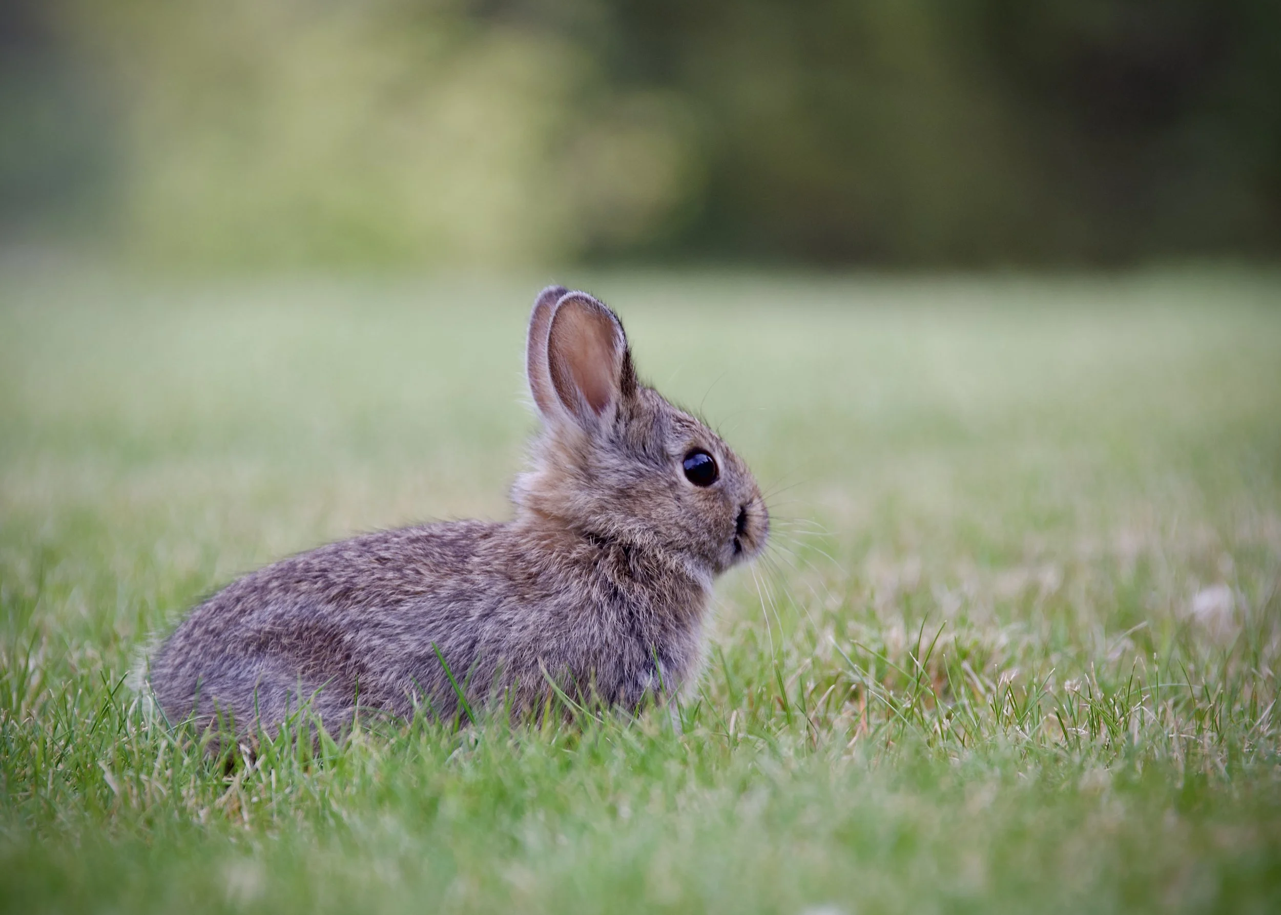 Baby bunny in Estes Park, CO