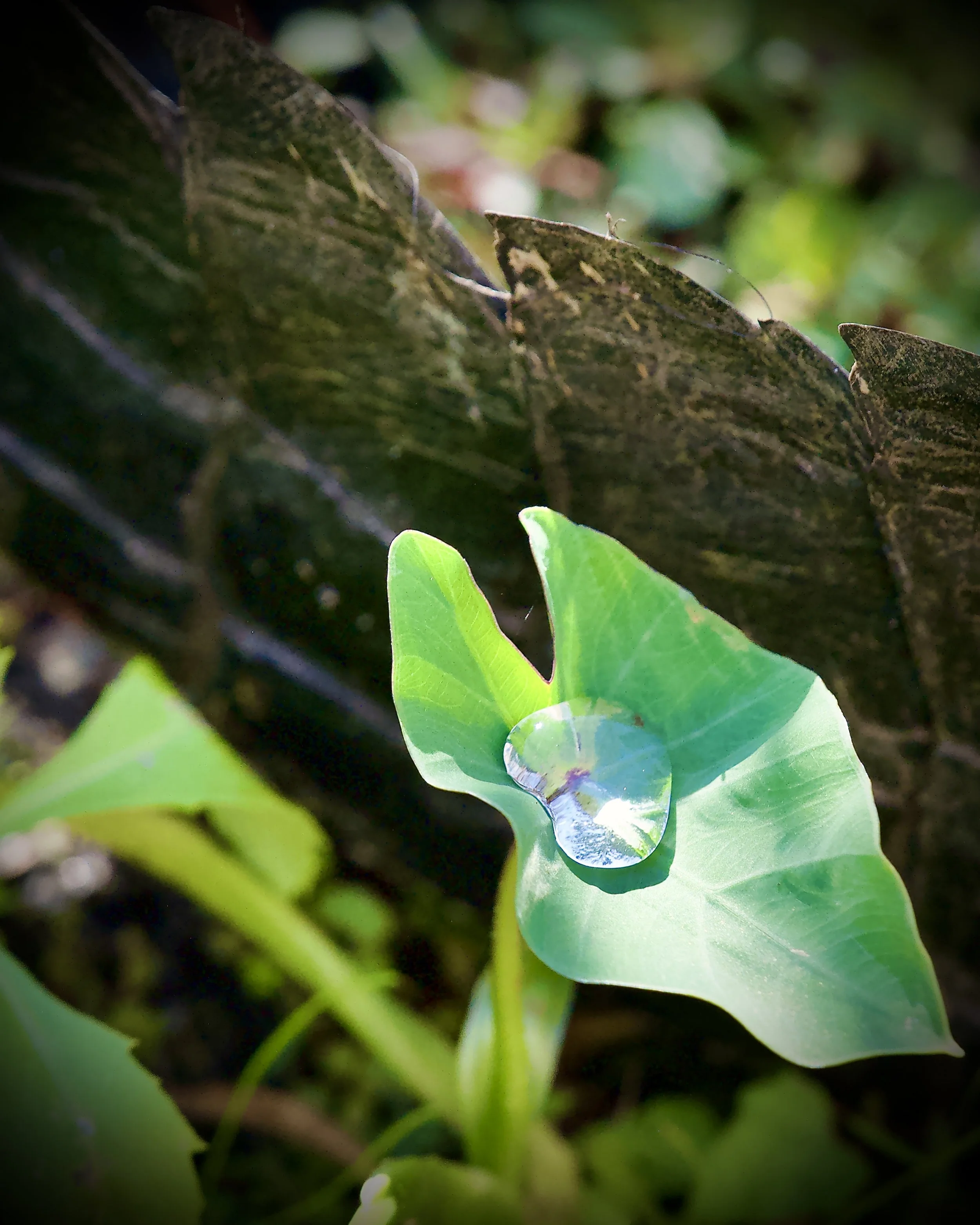 Surface tension and a bonus gator tail, Lakeland