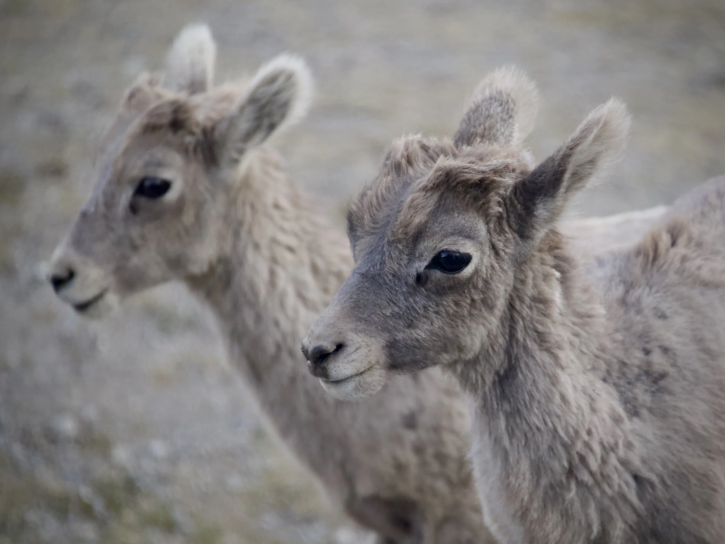 Longhorn sheep kids, Banff