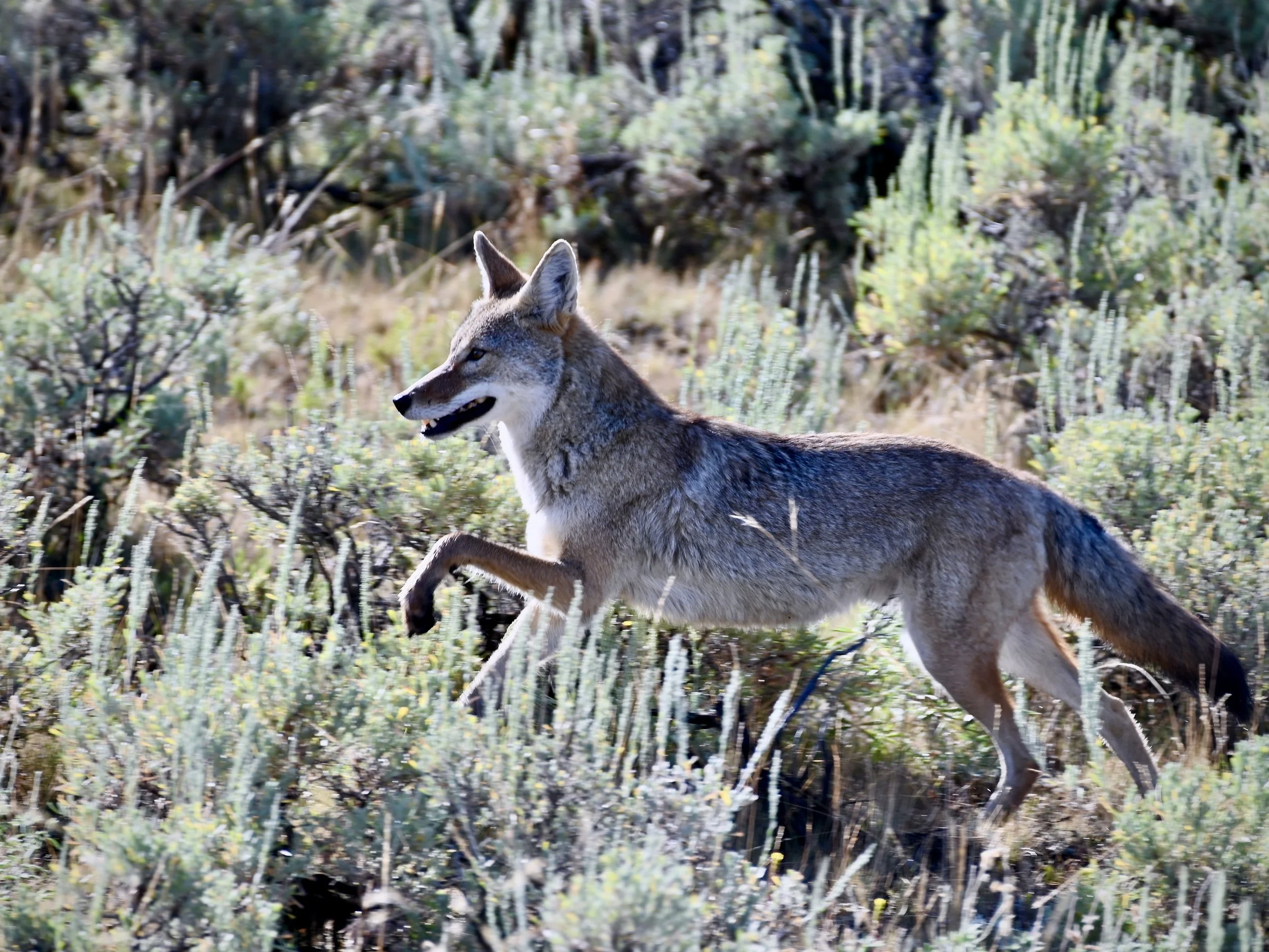 Coyote in Yellowstone