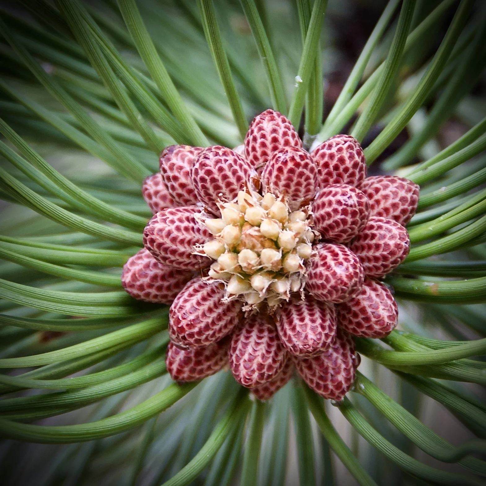 Pine in Colorado