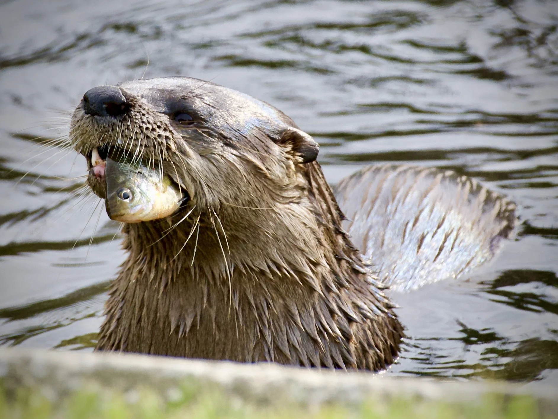 Neighborhood otter thinning the fish population
