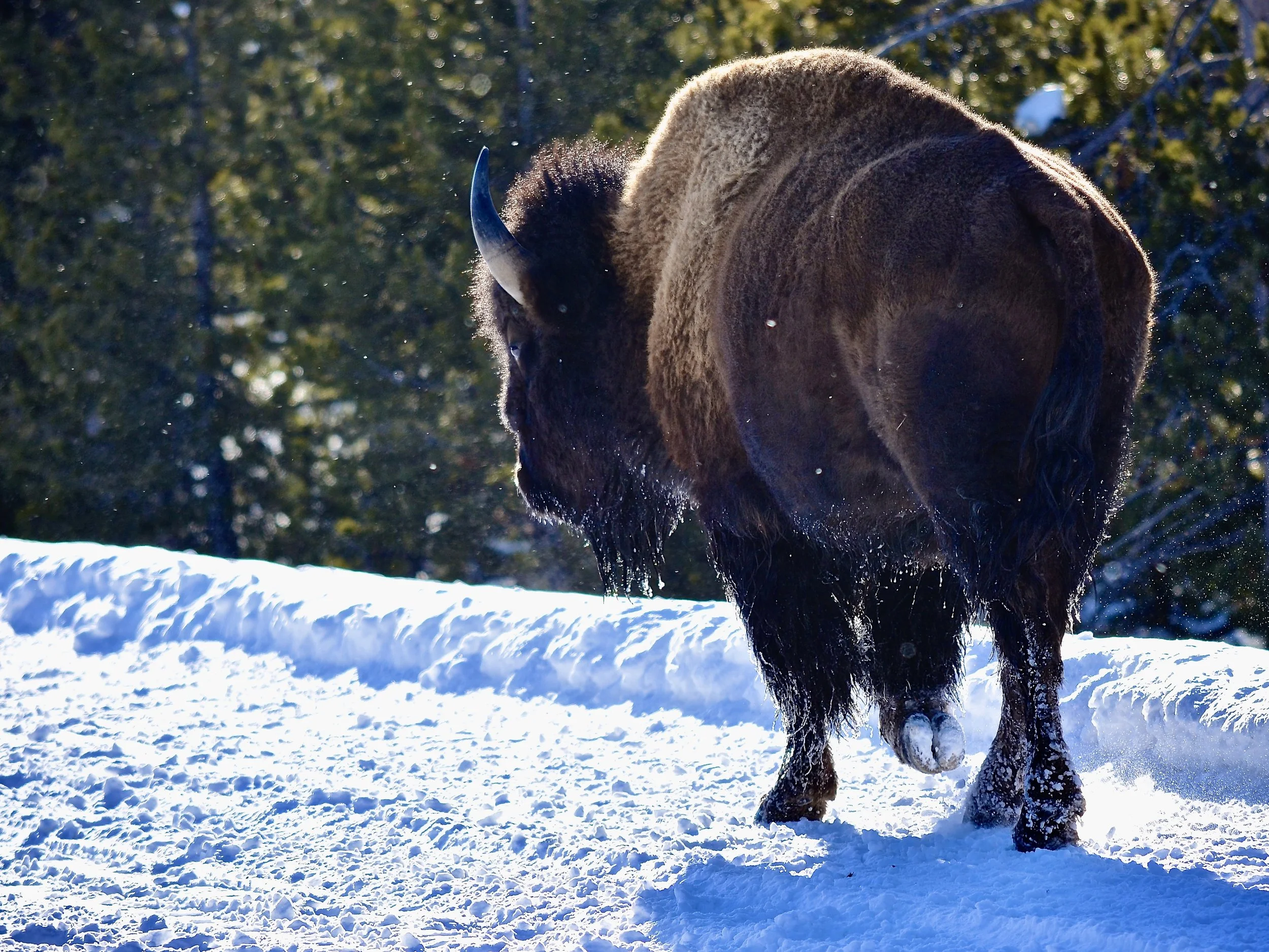 Bison in Yellowstone making us wait
