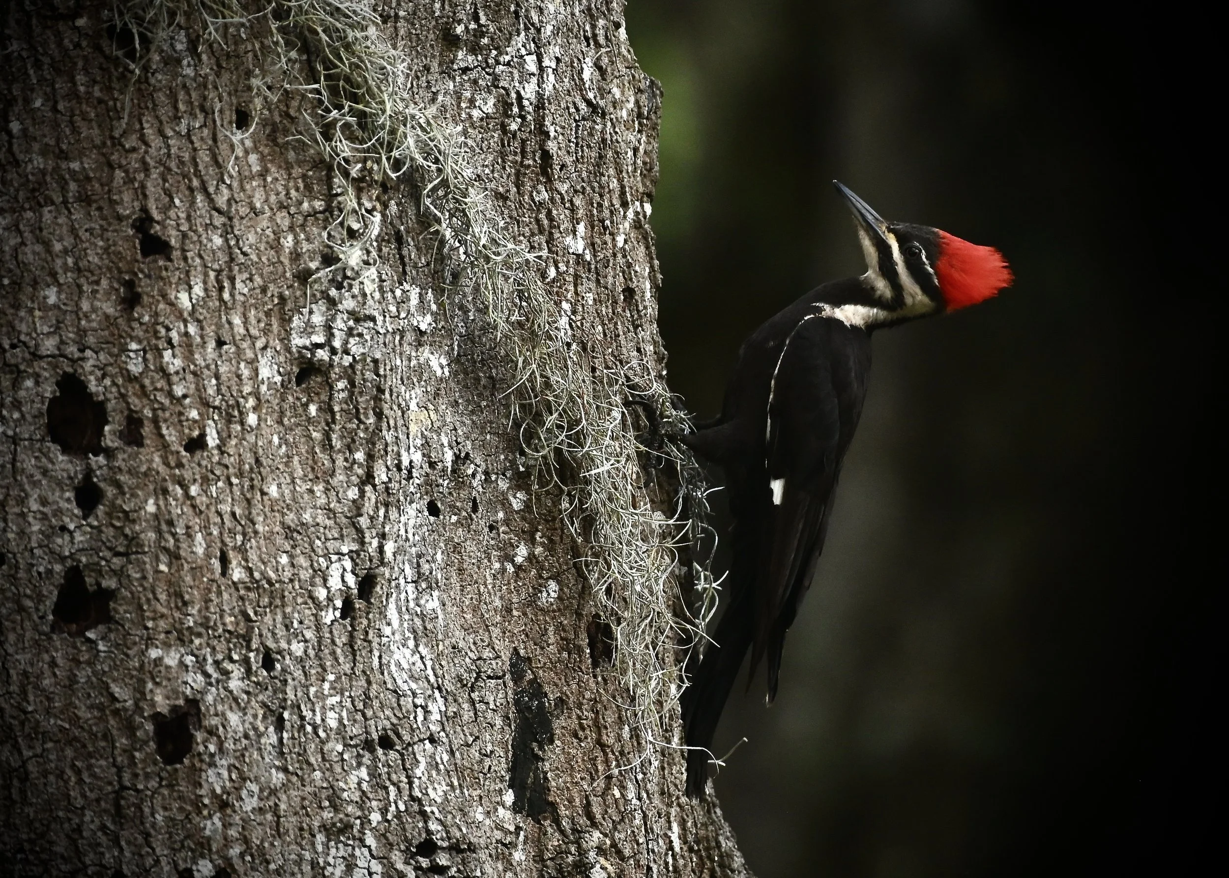 Pileated woodpecker, Lakeland