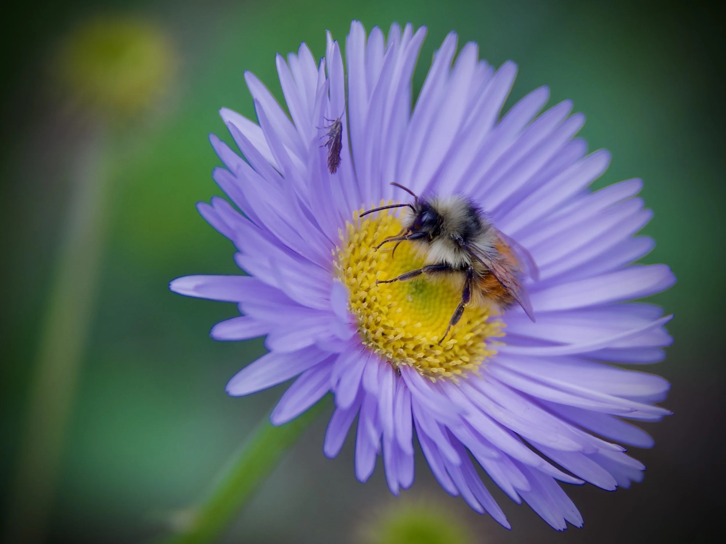 Orange-rumped bumblebee, Banff