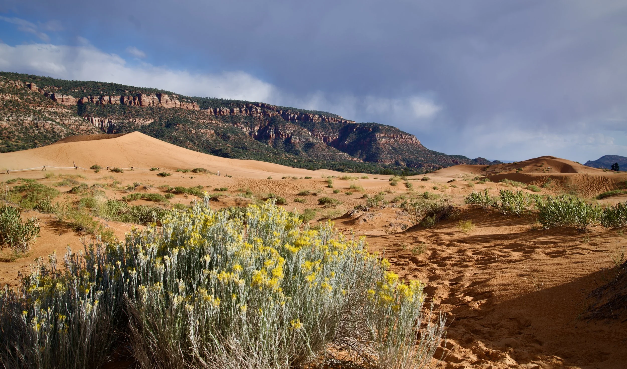 Coral Pink Sand Dunes State Park, Utah