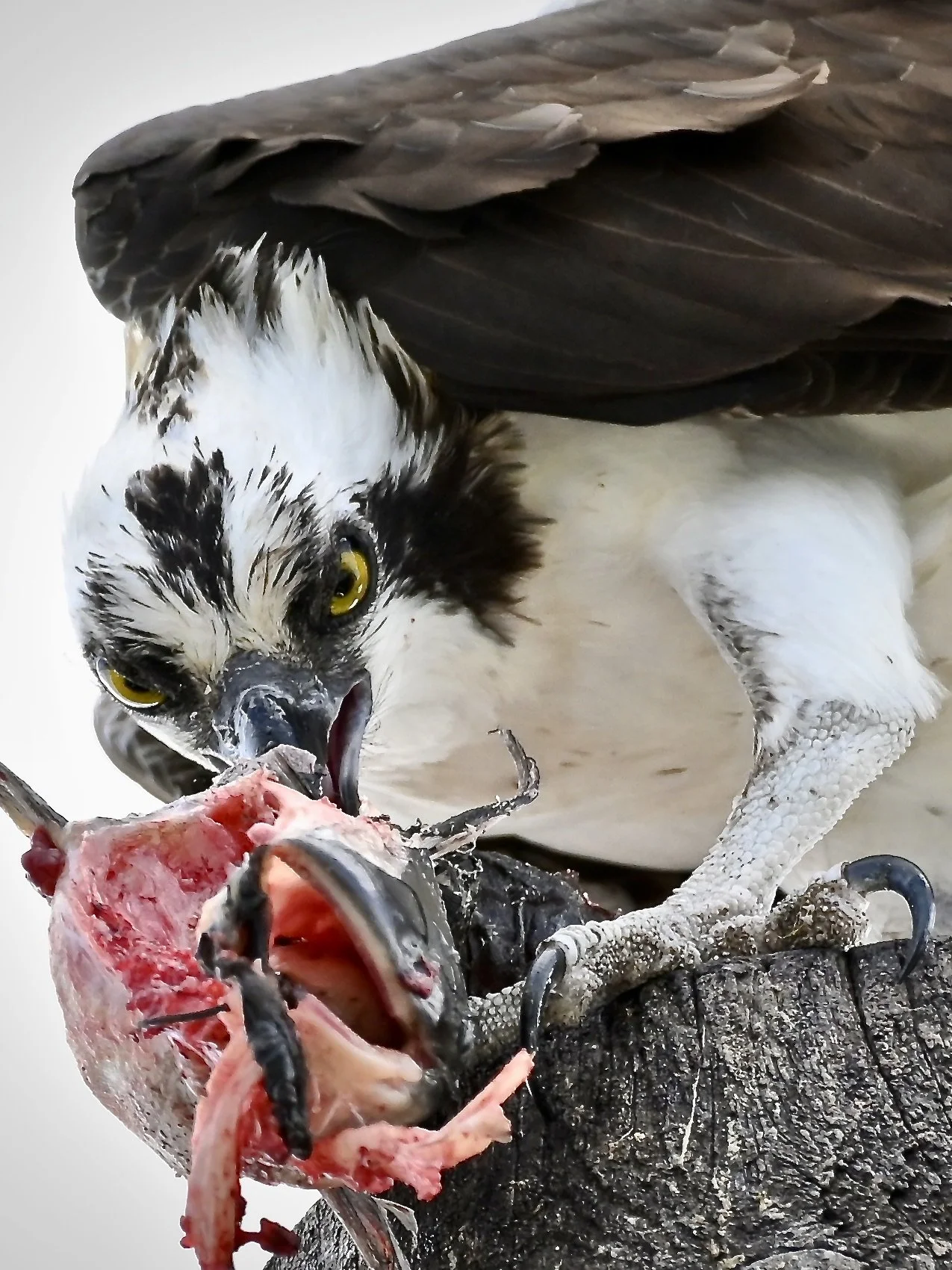 Osprey with sushi, Apopka