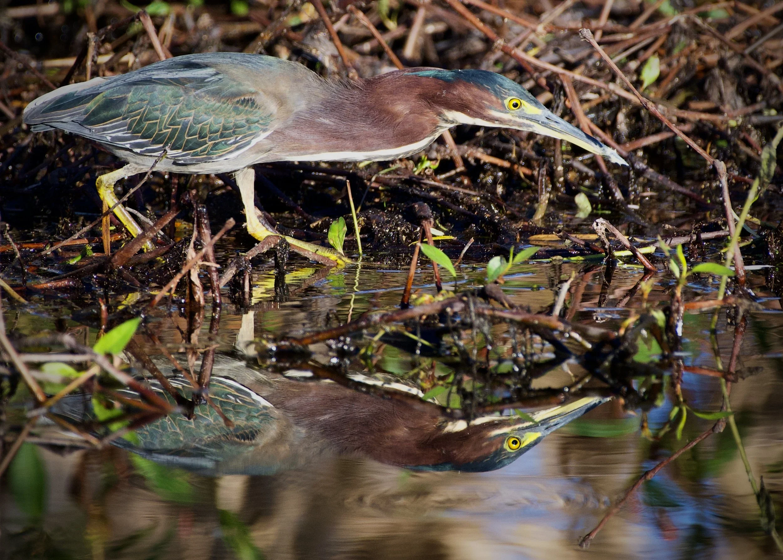 Green heron reflections, Lakeland