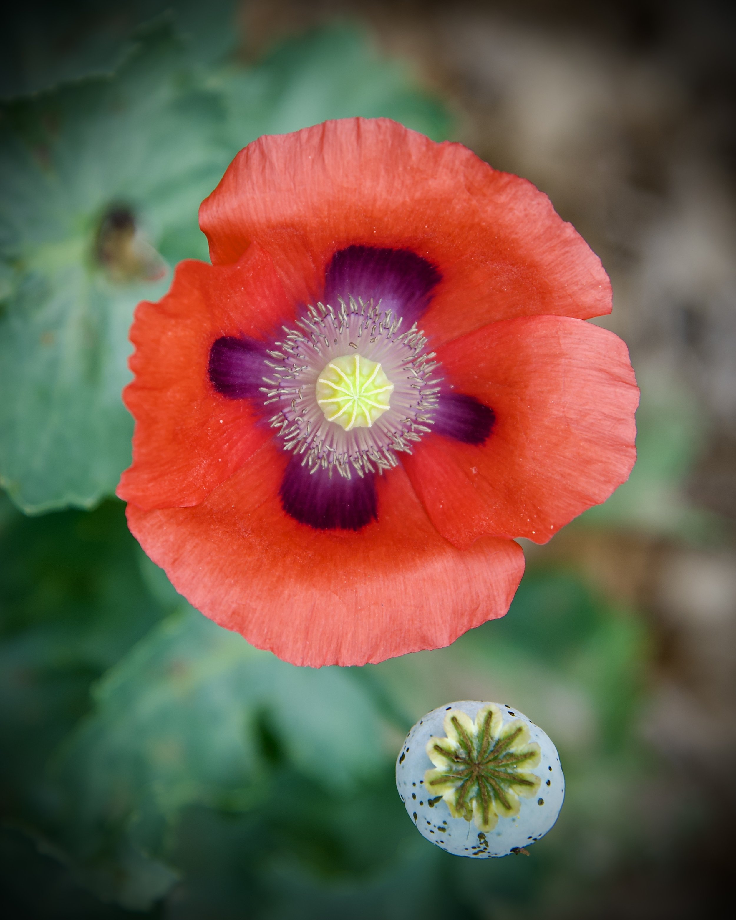 Poppy, San Antonio