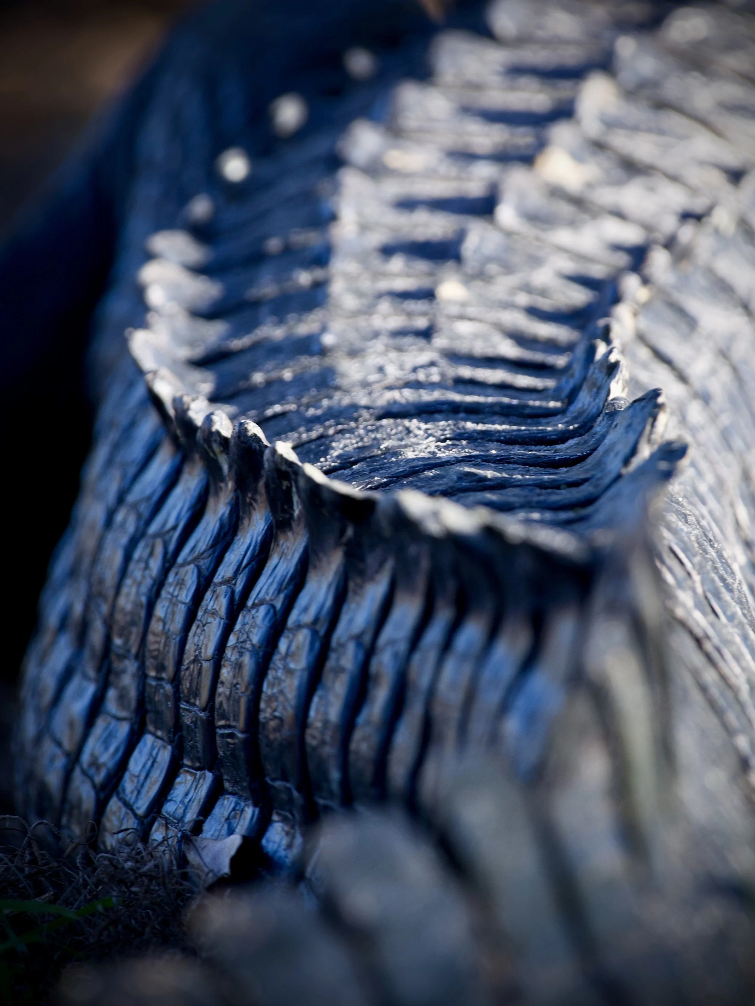 Perfect scutes, Lakeland