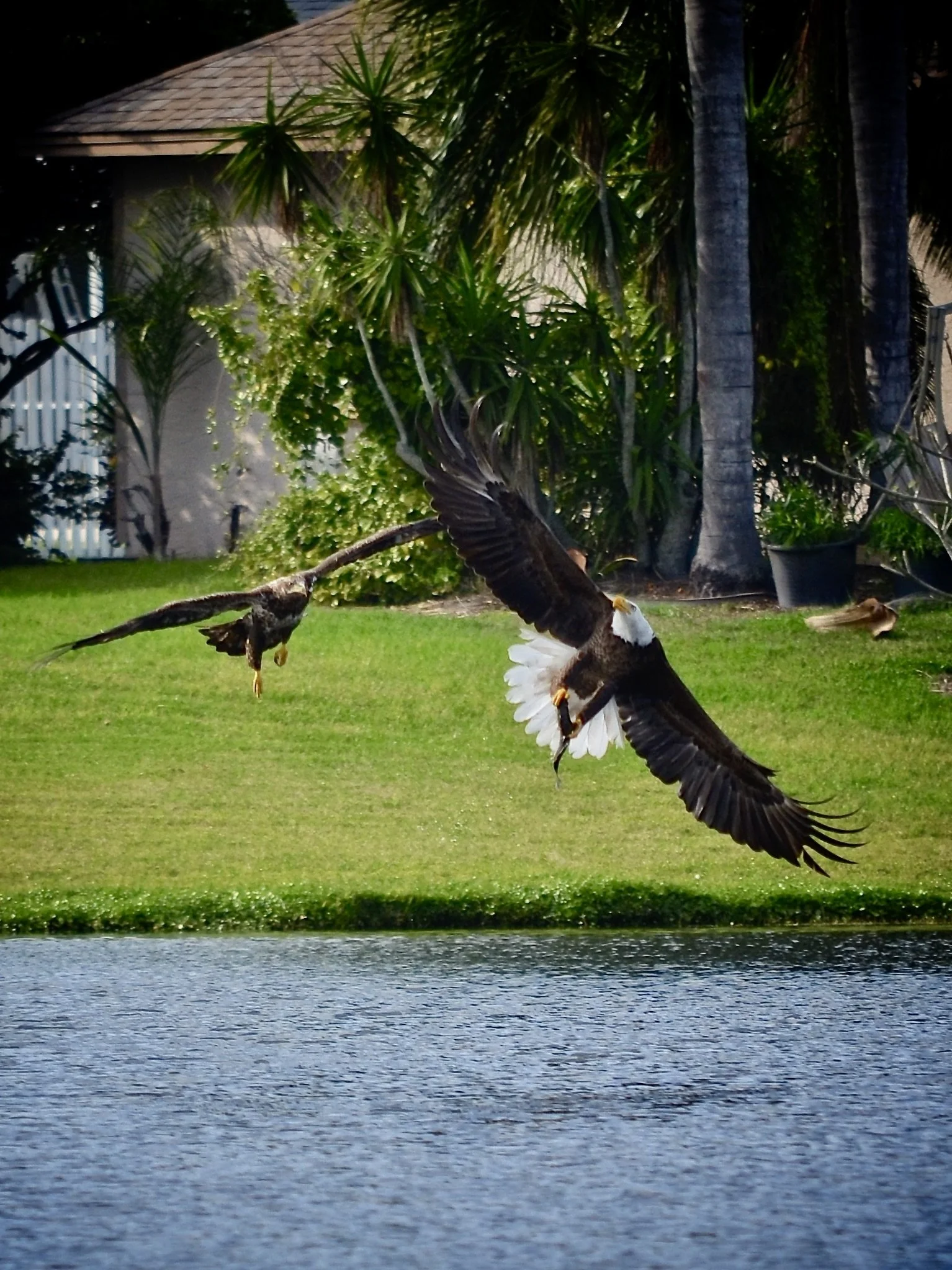 Backyard fishing lesson, Orlando