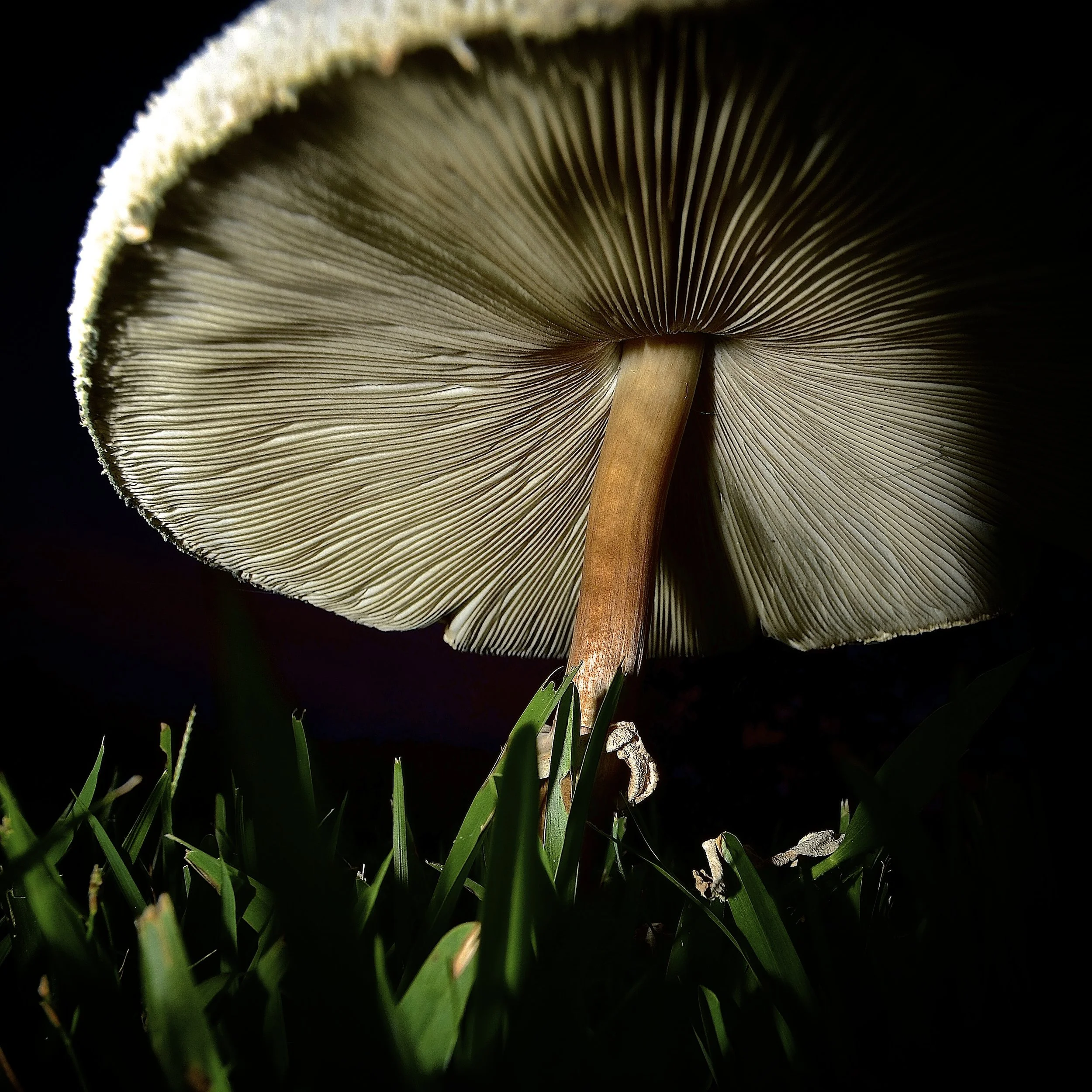 Front yard mushroom 
