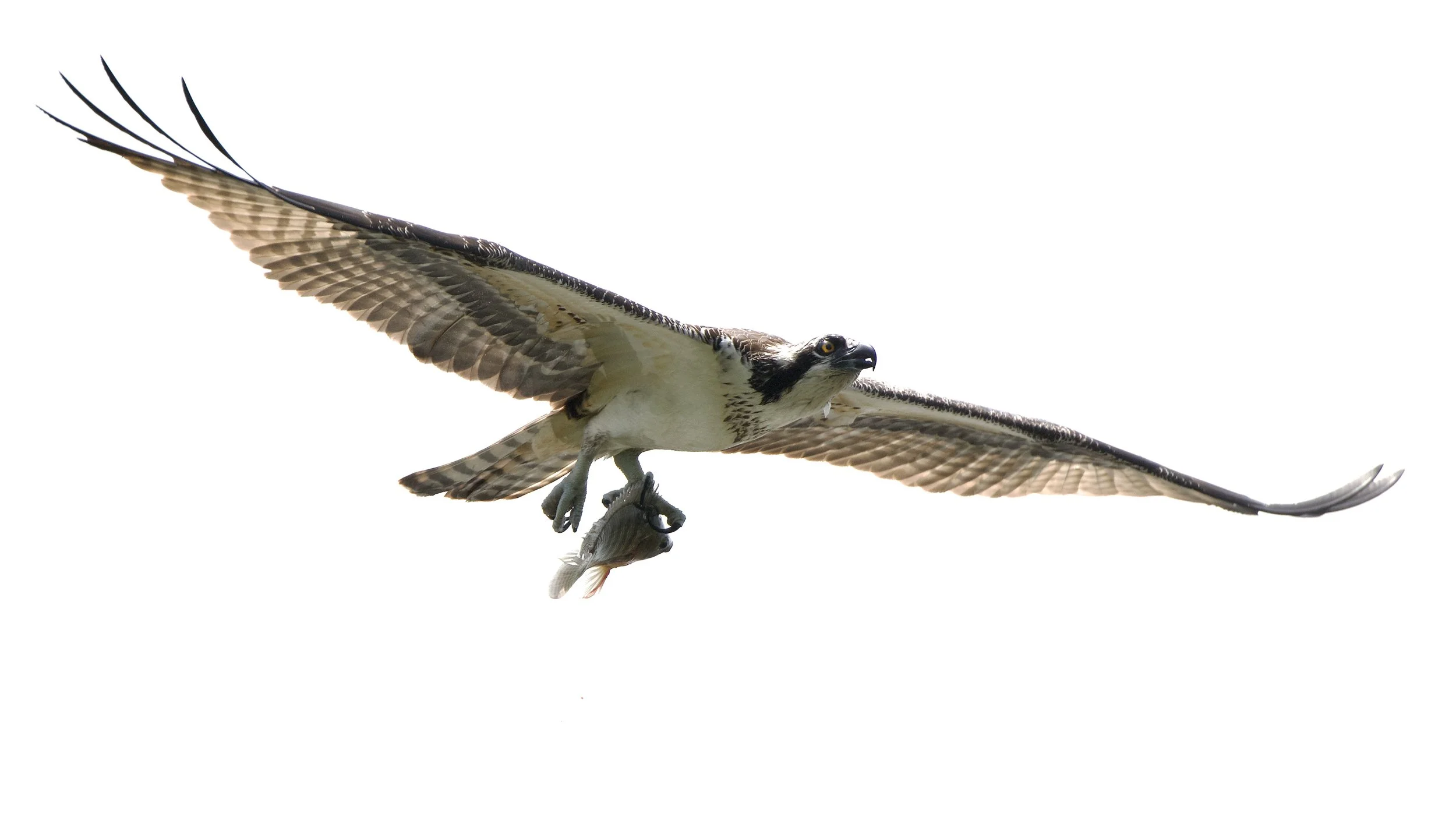 Female osprey, Lakeland