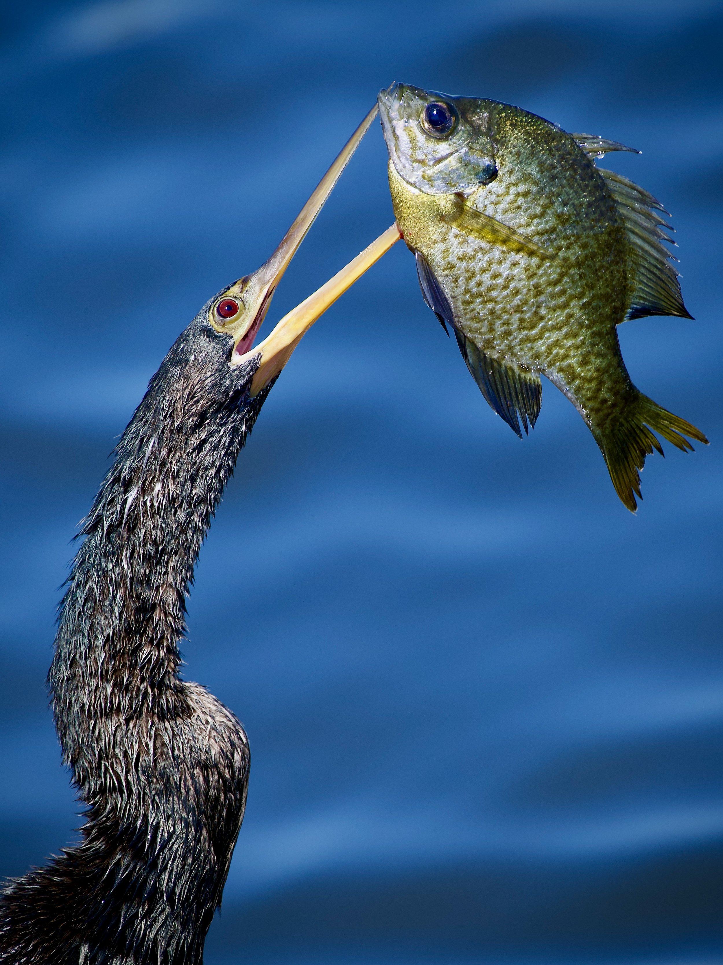 Anhinga with a brunch bluegill, Lakeland