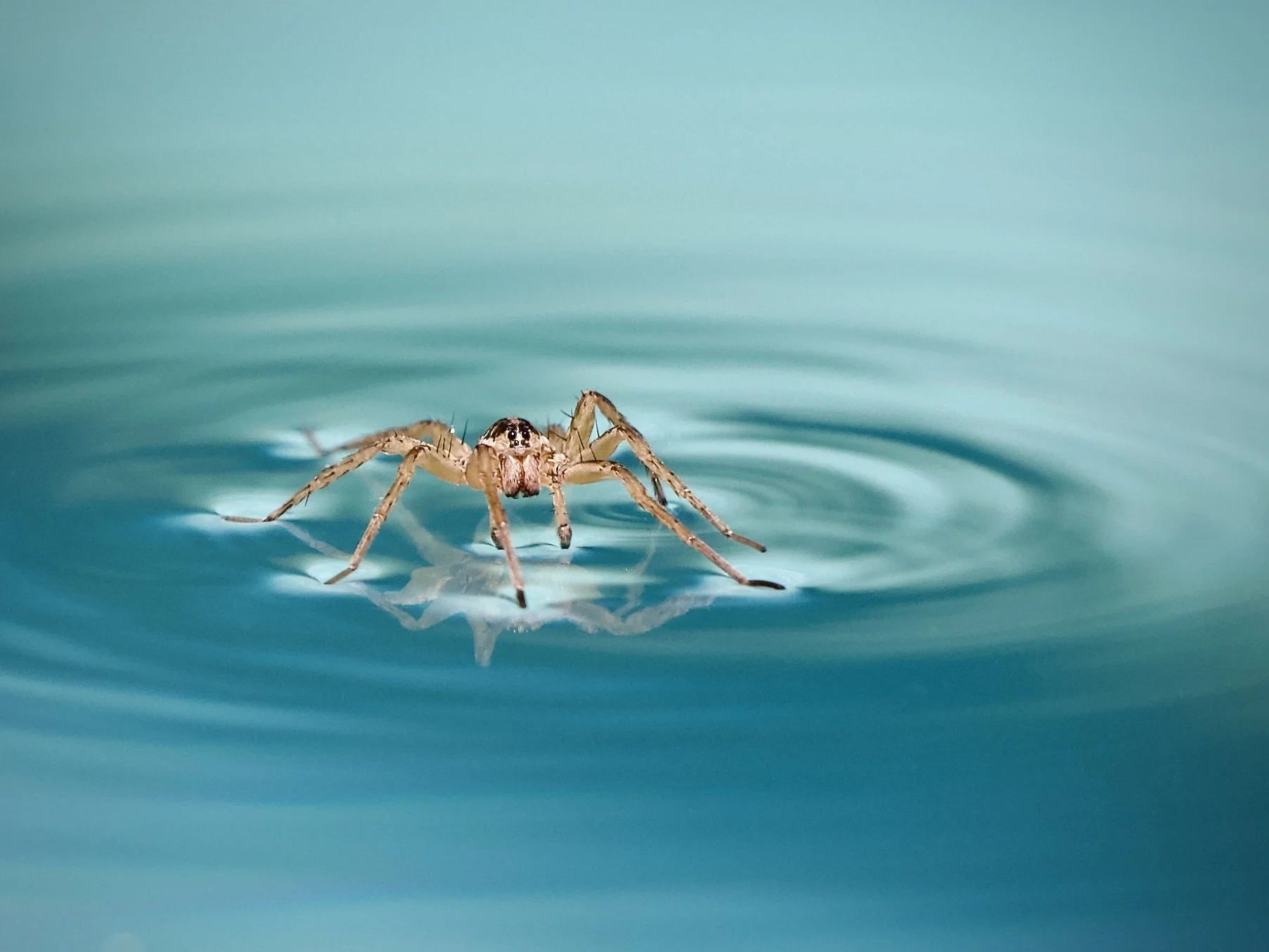 Wolf spider walking on our pool