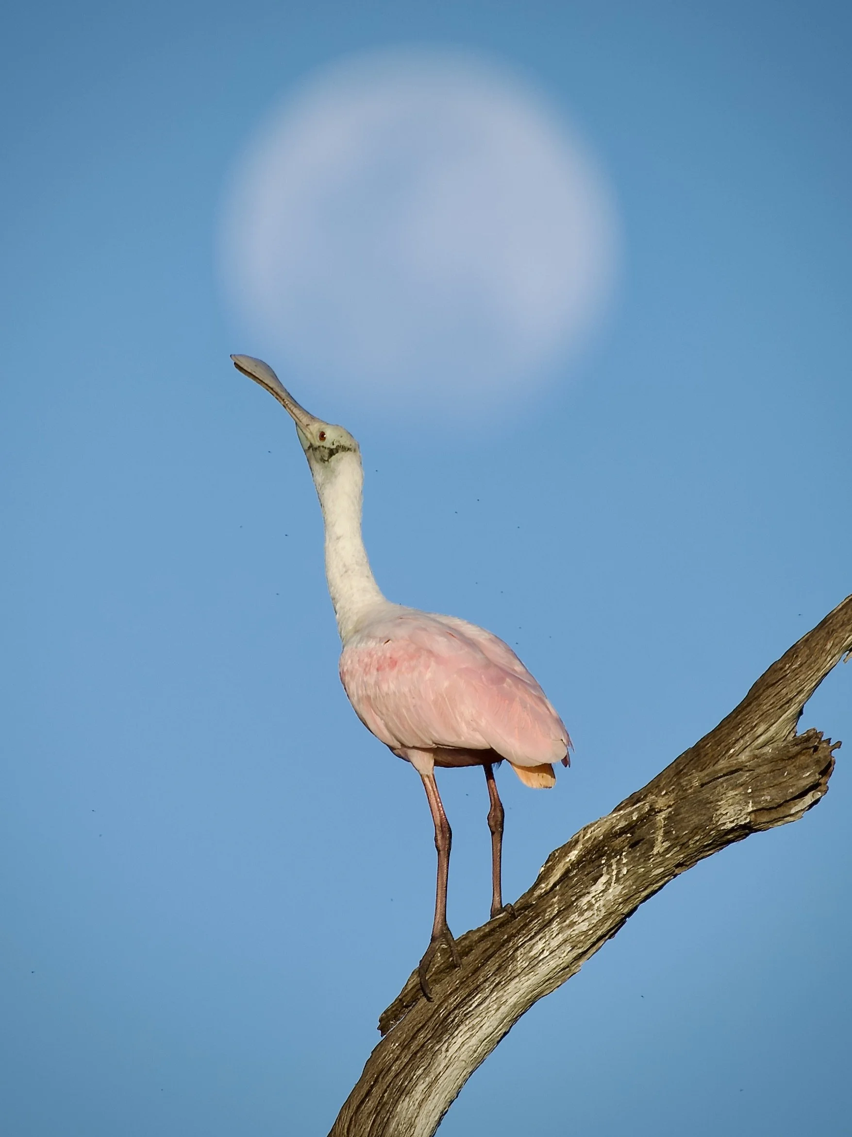 Juvenile roseate spoonbill, Orlando Wetlands