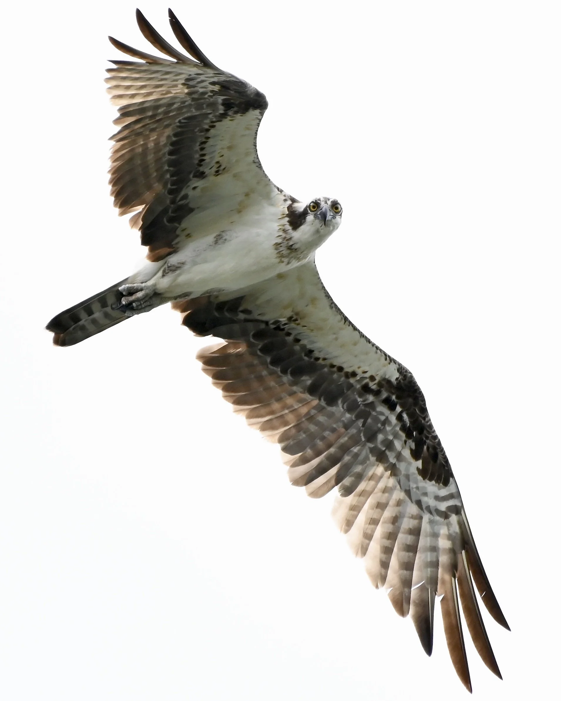 Osprey, Lakeland