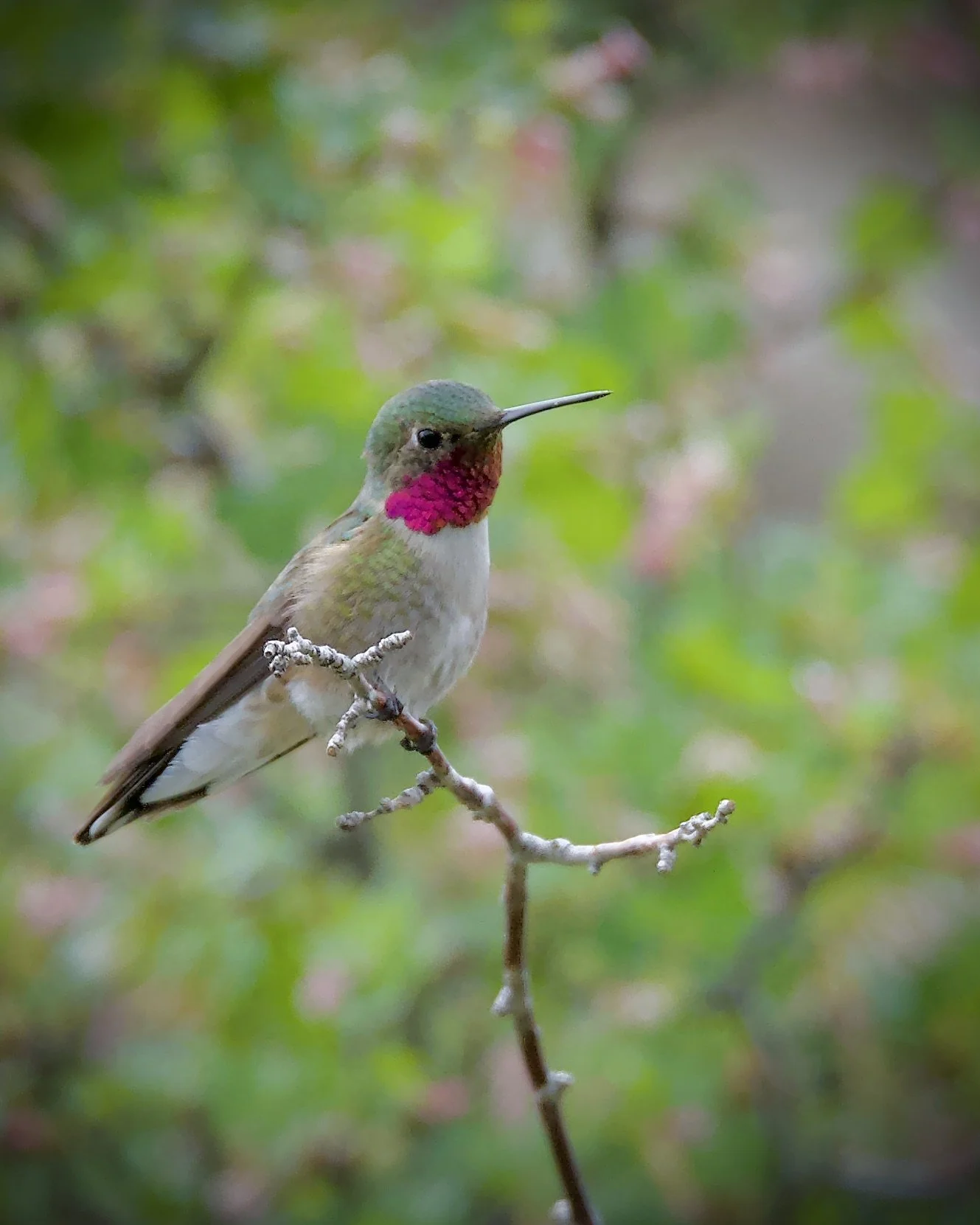 Broad-tailed hummingbird, Colorado