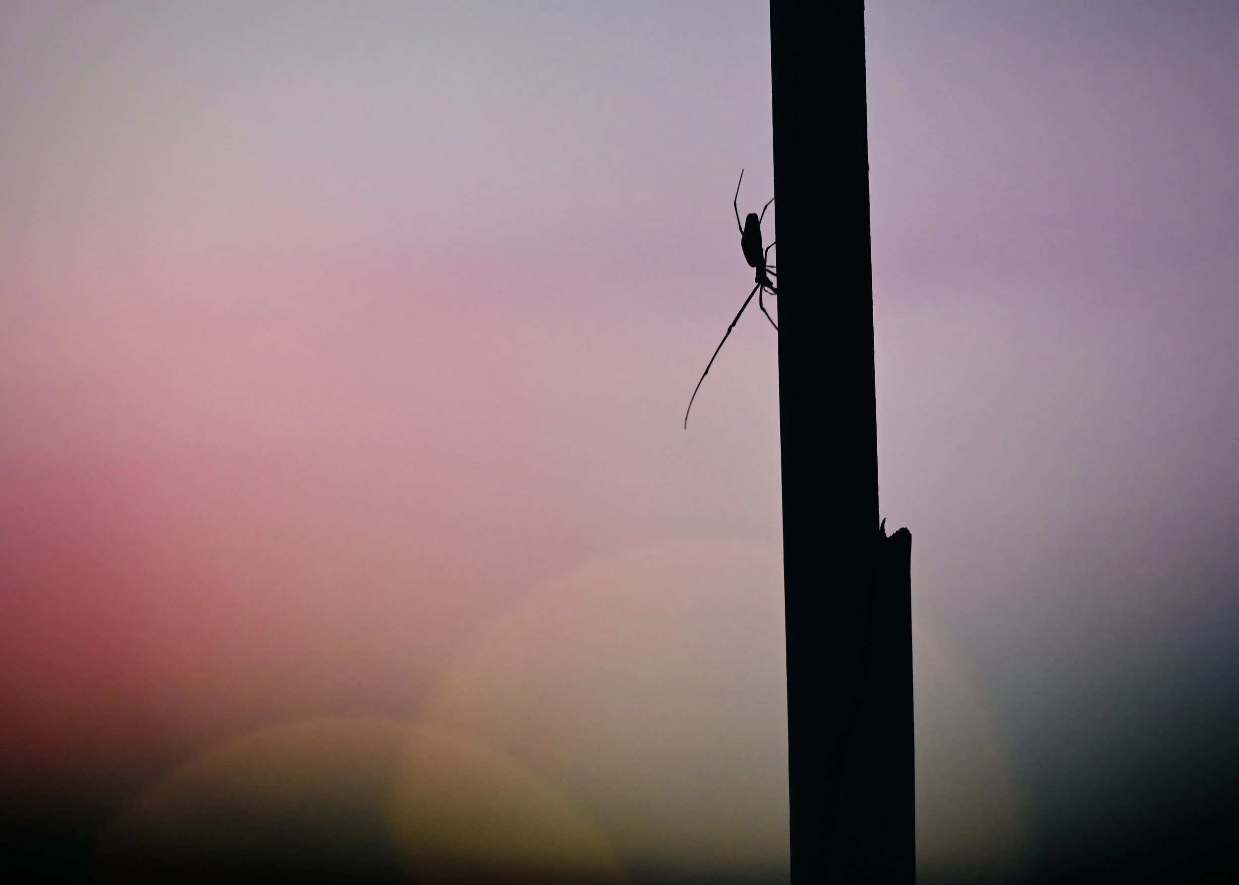 Sunset spider, Orlando