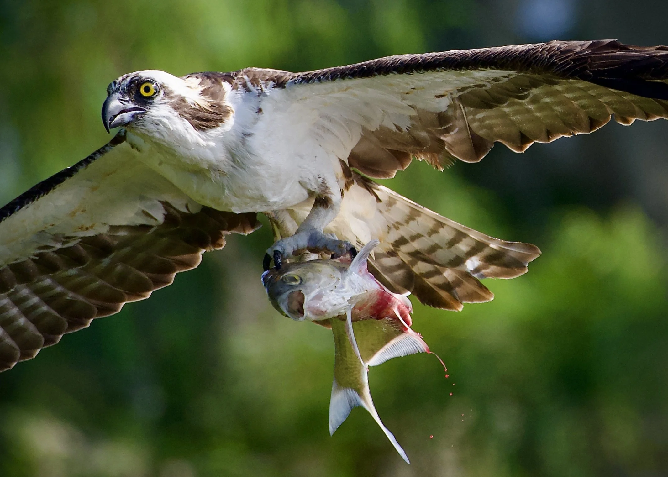 Osprey with blood droplets, Lakeland