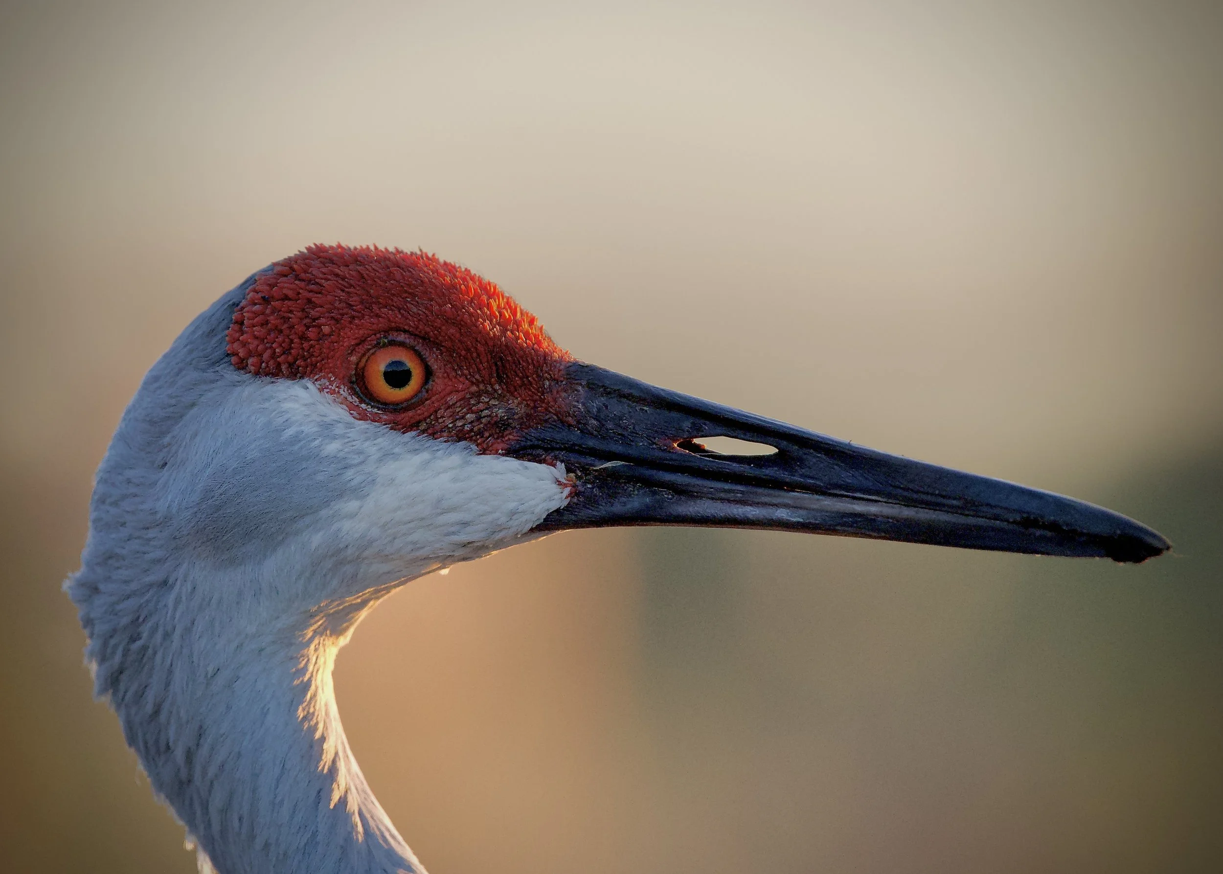 Sandhill crane, Lakeland