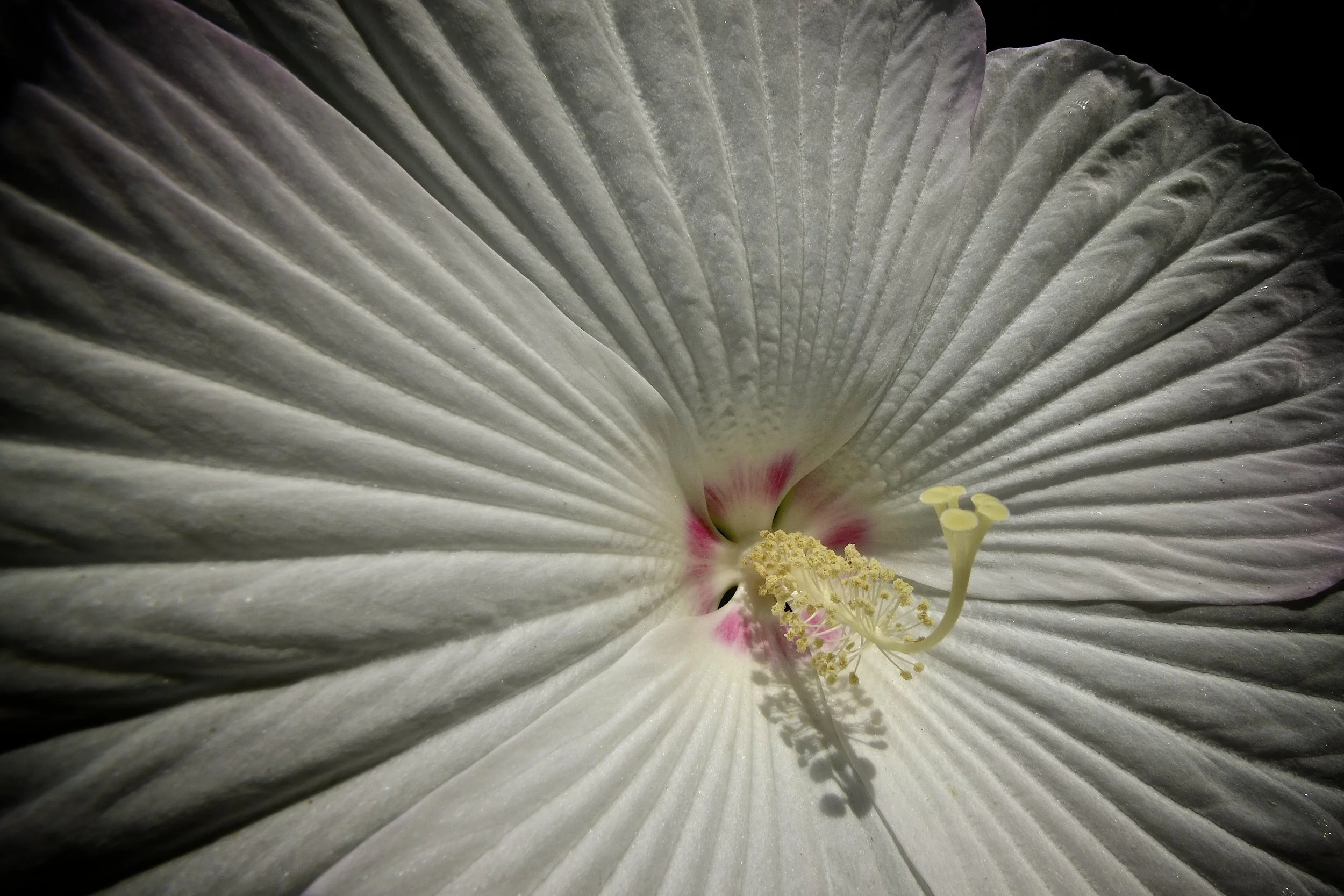 Hibiscus, Orlando 