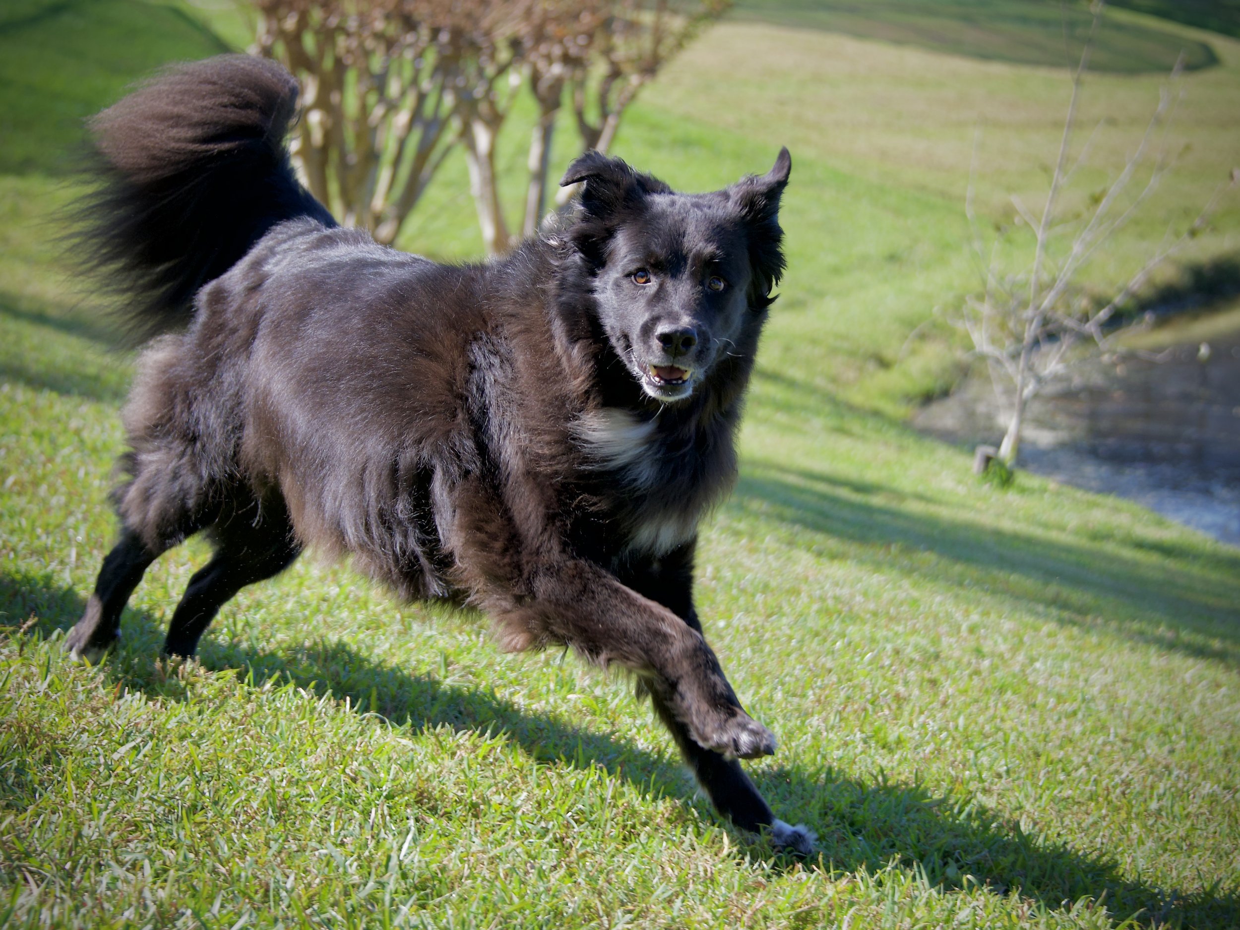 Tucker frolicking