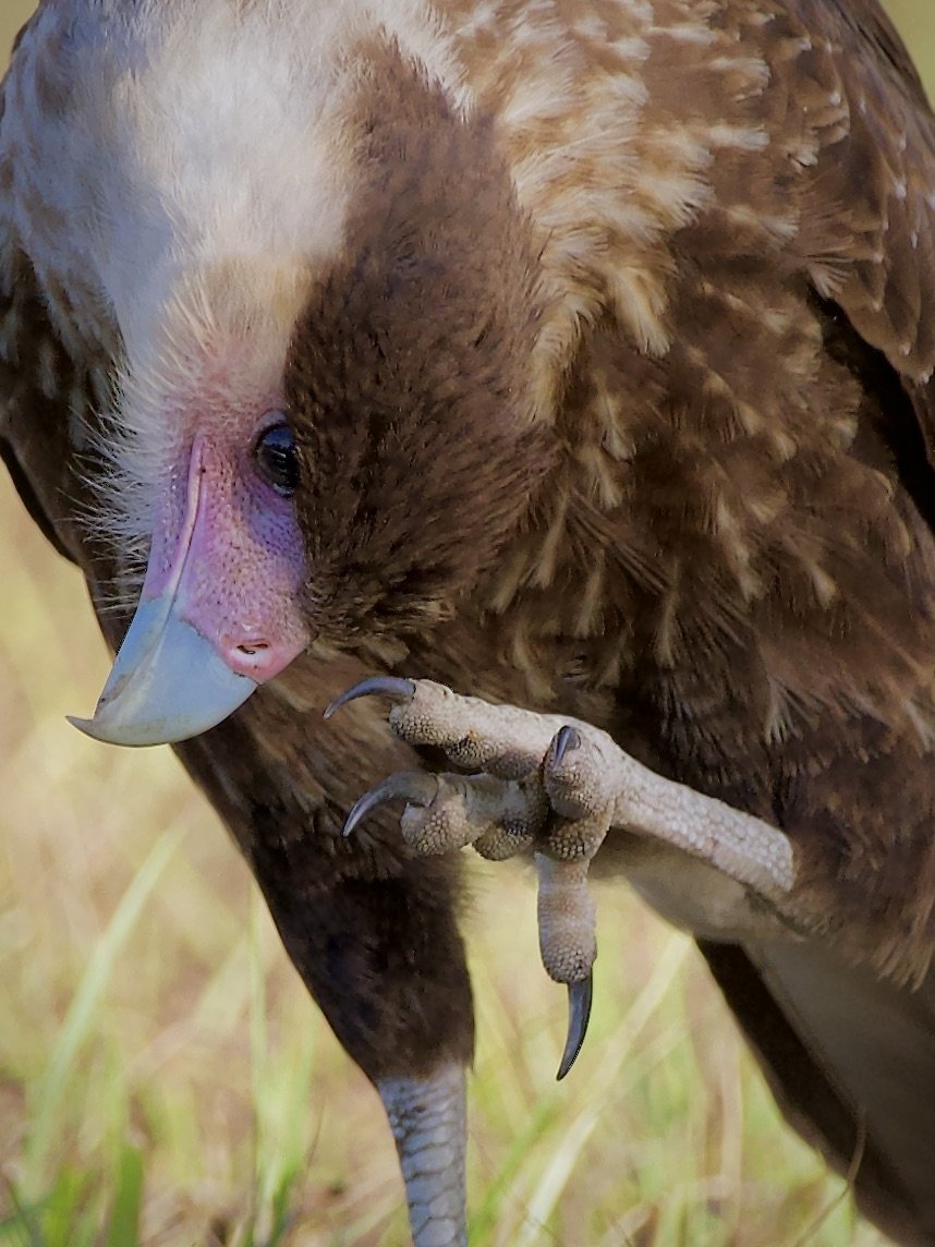Juvenile crested caracara with an itch, Myakka River State Park