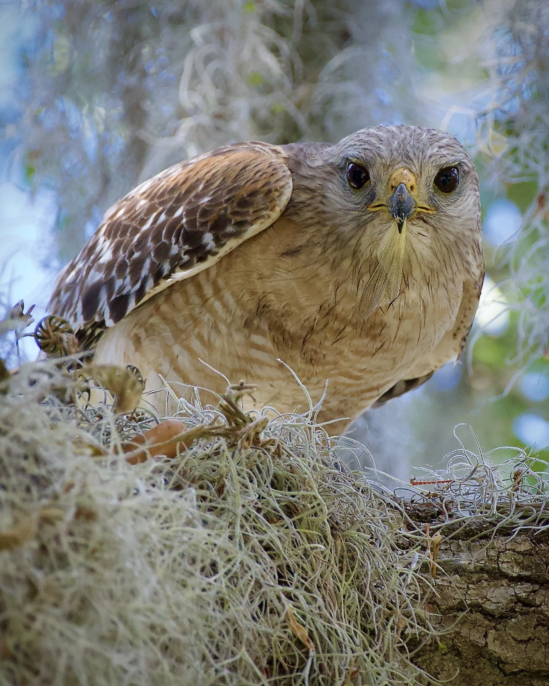 Red-shouldered hawk, Lakeland