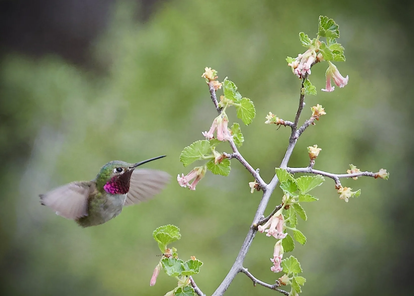 Broad-tailed hummingbird, Colorado