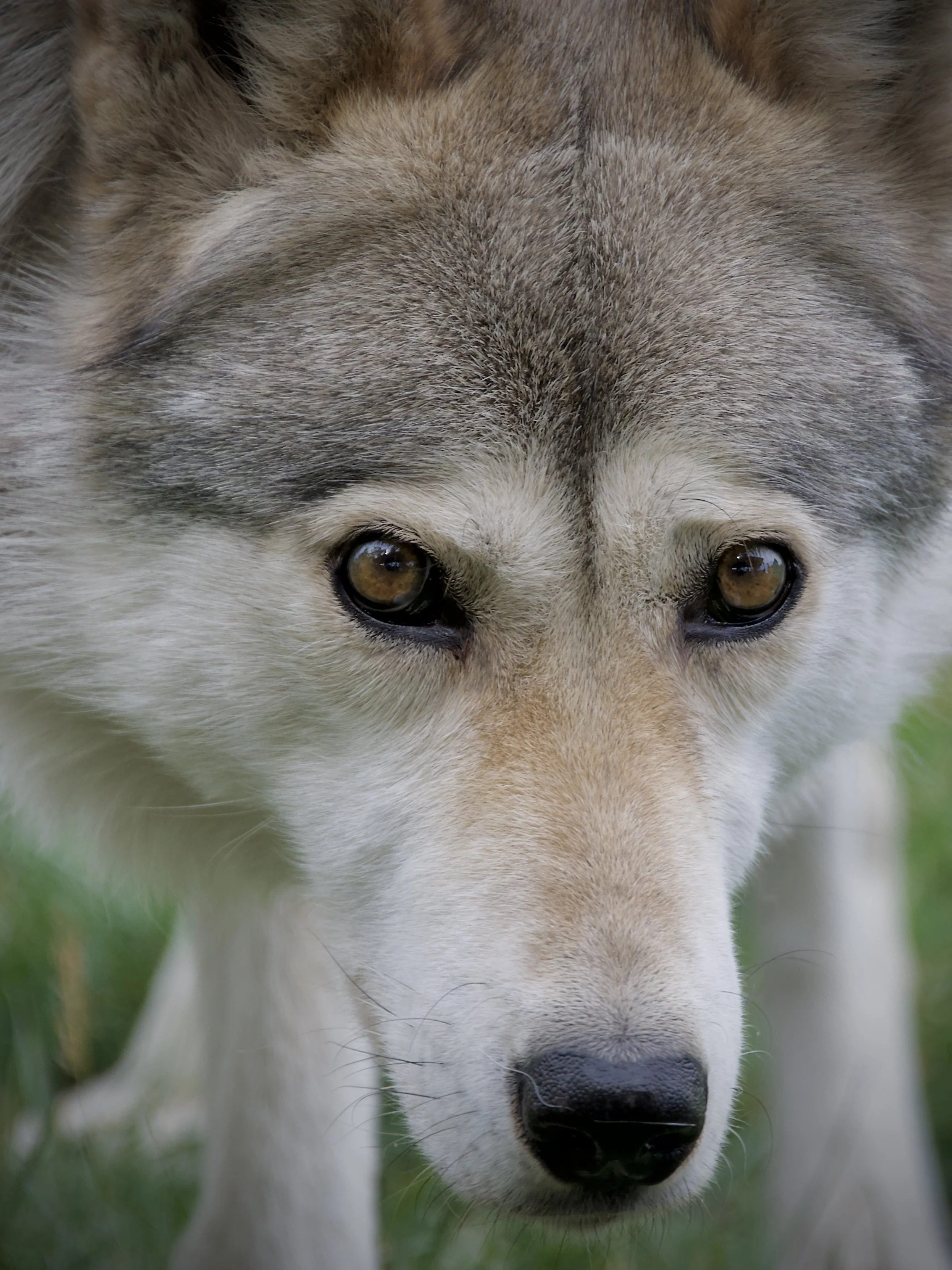Rue, Yamnuska Wolfdog Sanctuary, Alberta